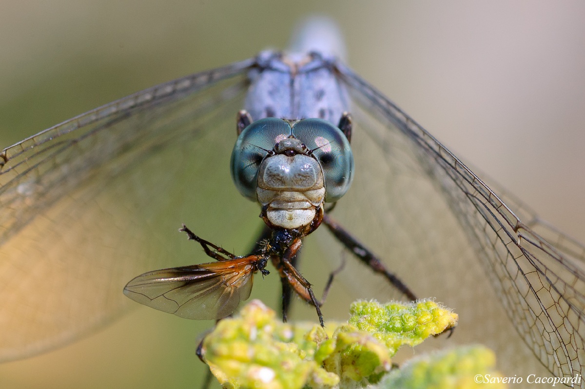 Orthetrum brunneum