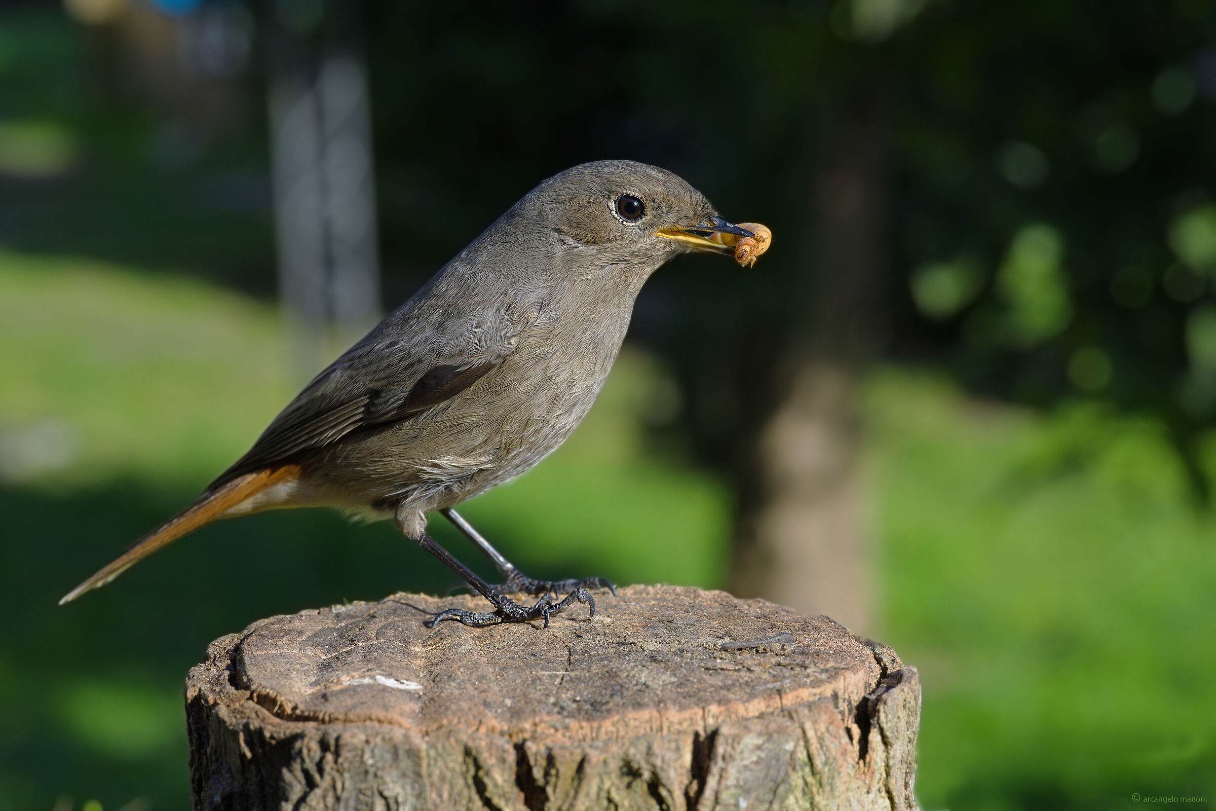 The lunch of the redstart