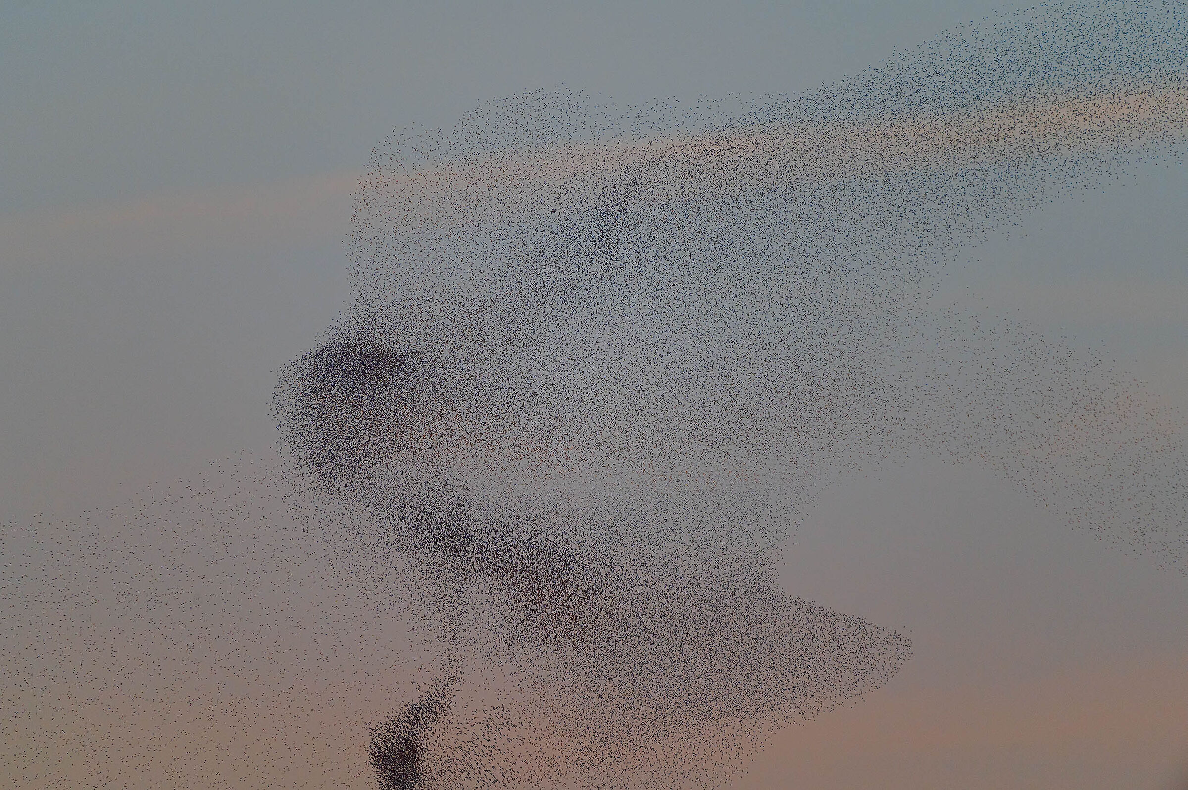 Like a kestrel attack