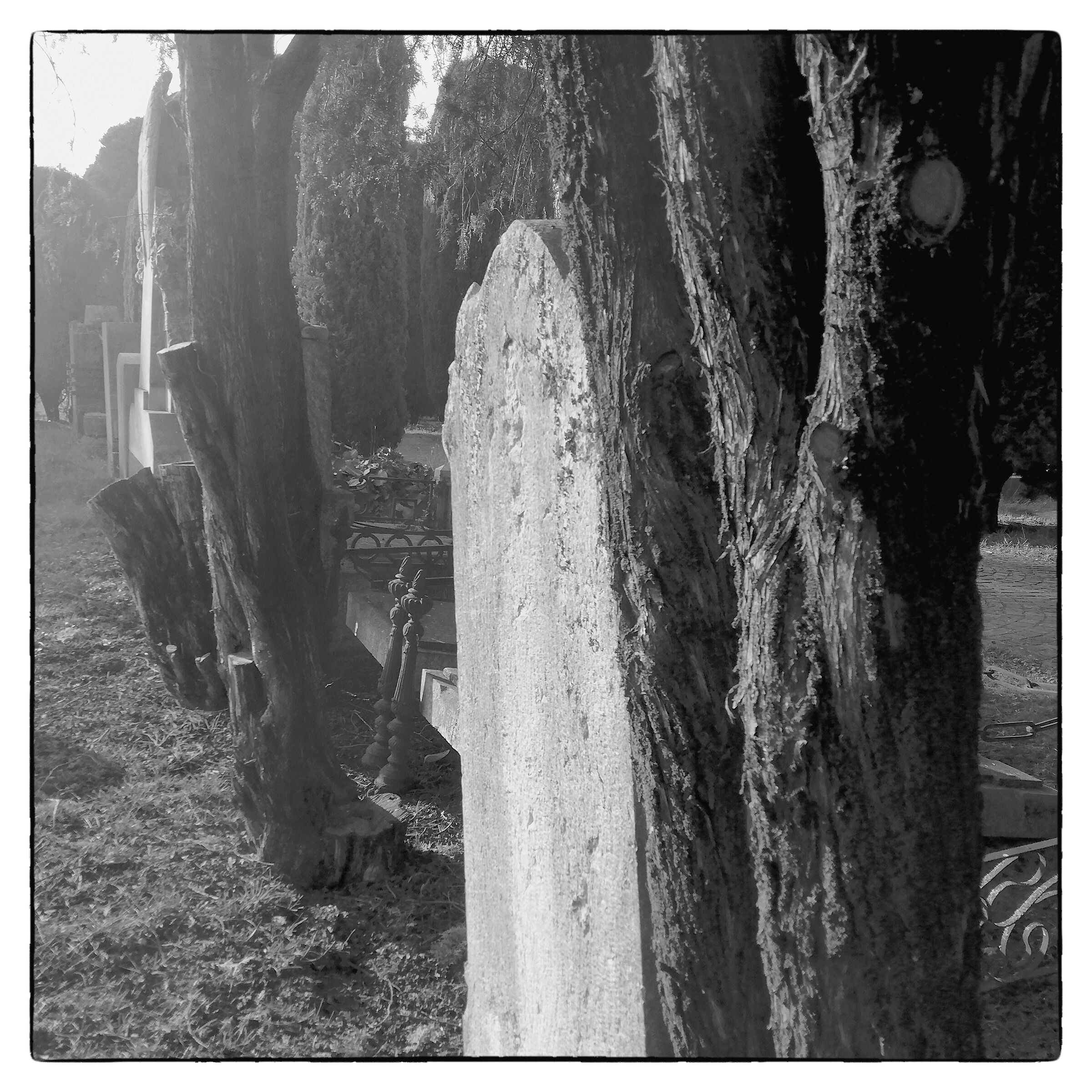 Jewish Cemetery of Verona