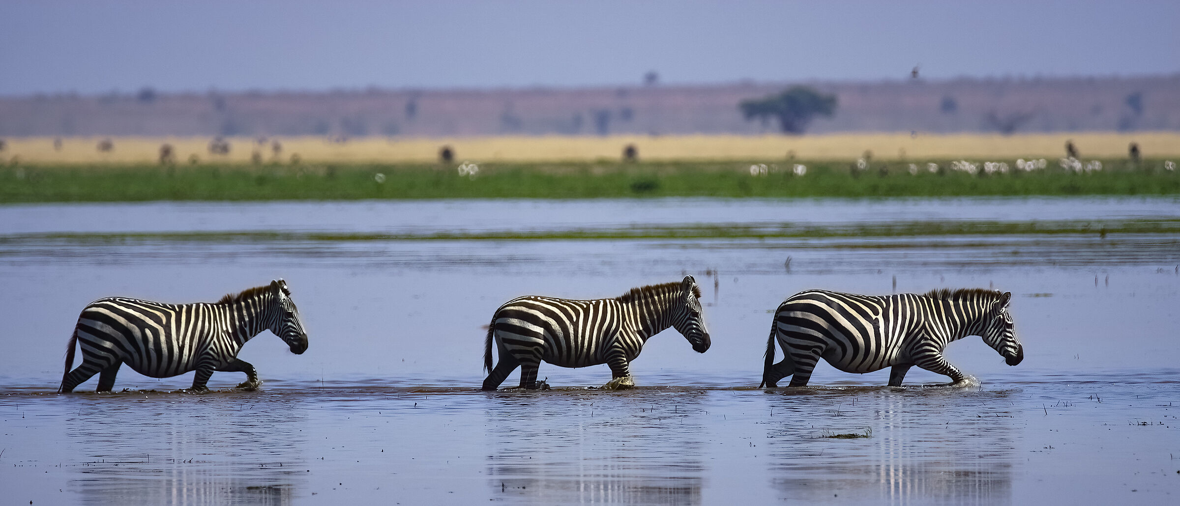 Kenya zebras