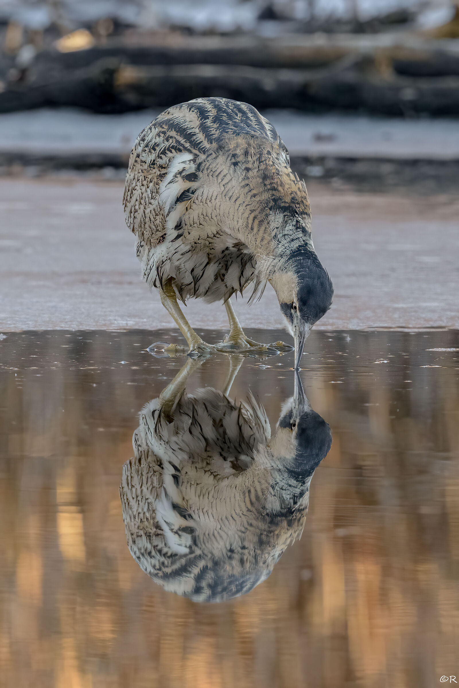 Bittern reflection