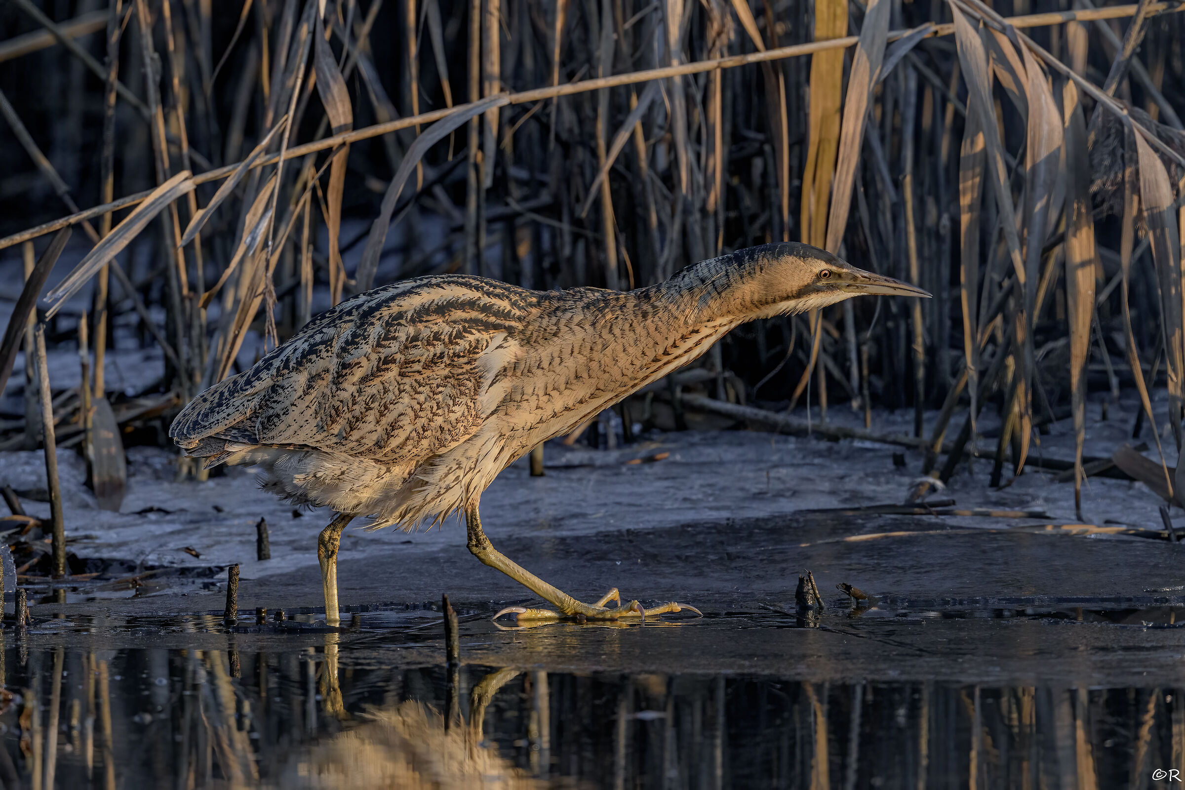 Bittern