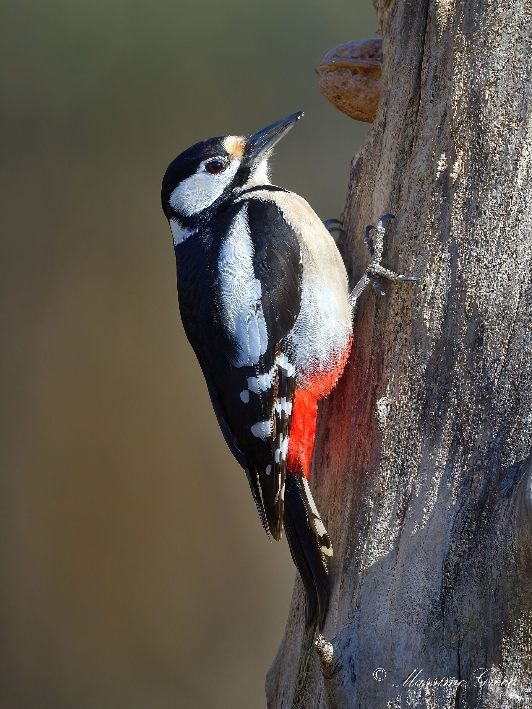 Picchio rosso maggiore (Dendrocopos major) - femmina