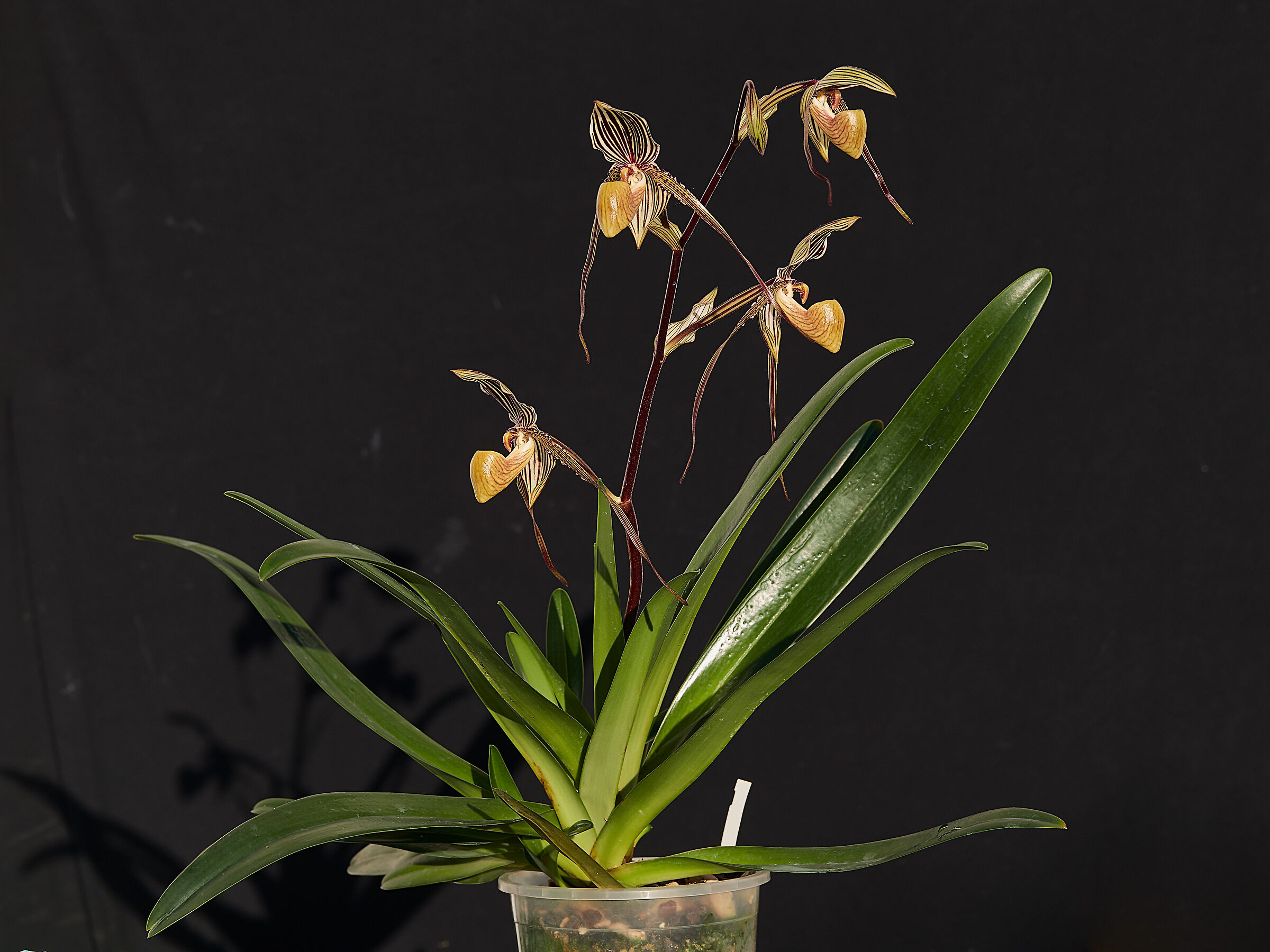 Paphiopedilum Saint Swithin