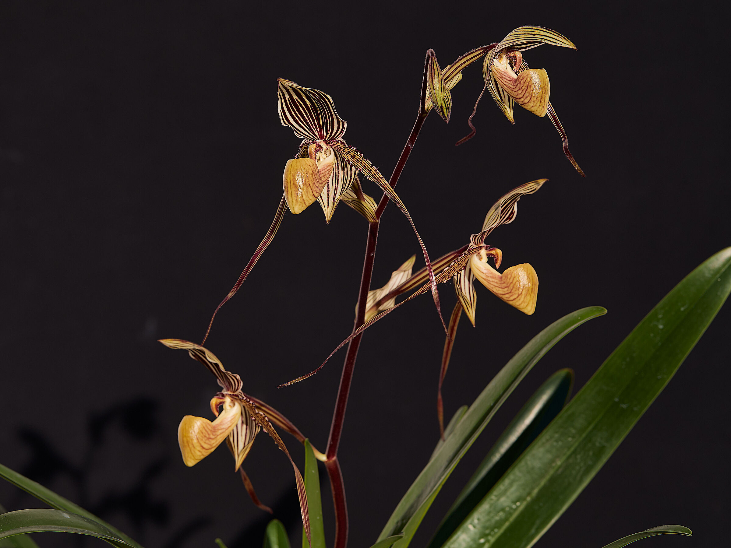 Paphiopedilum Saint Swithin