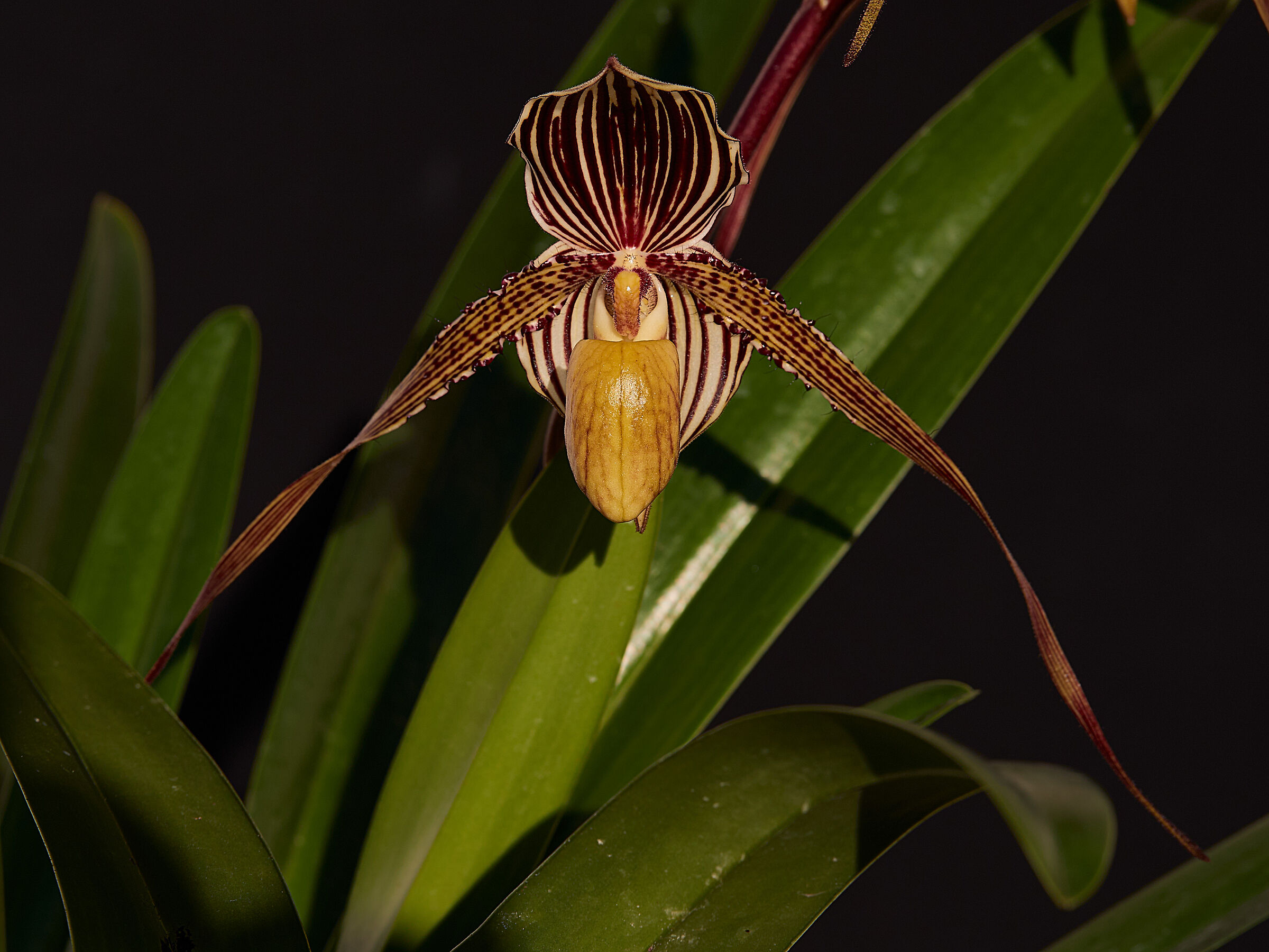 Paphiopedilum Saint Swithin