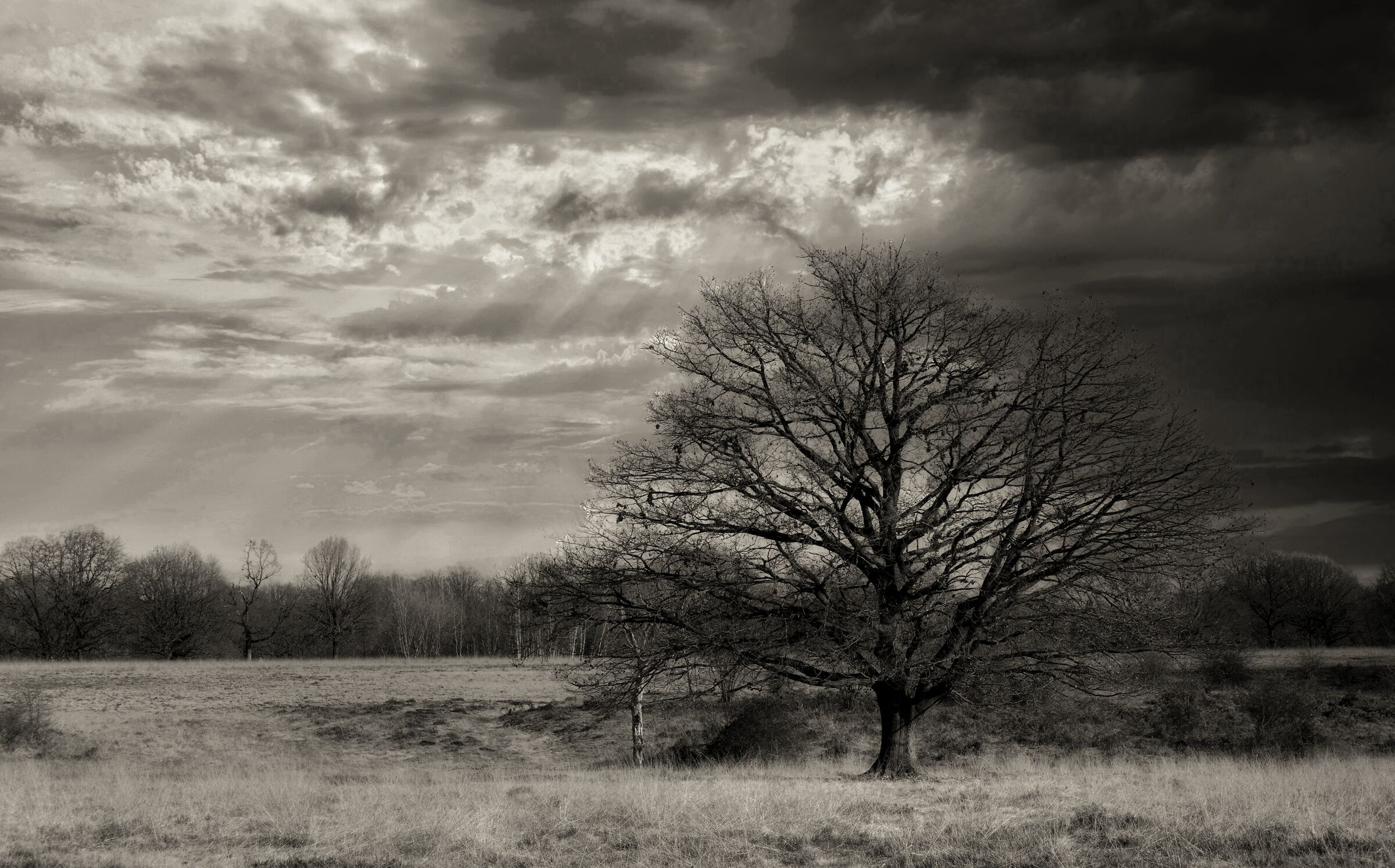 L'albero e le nuvole