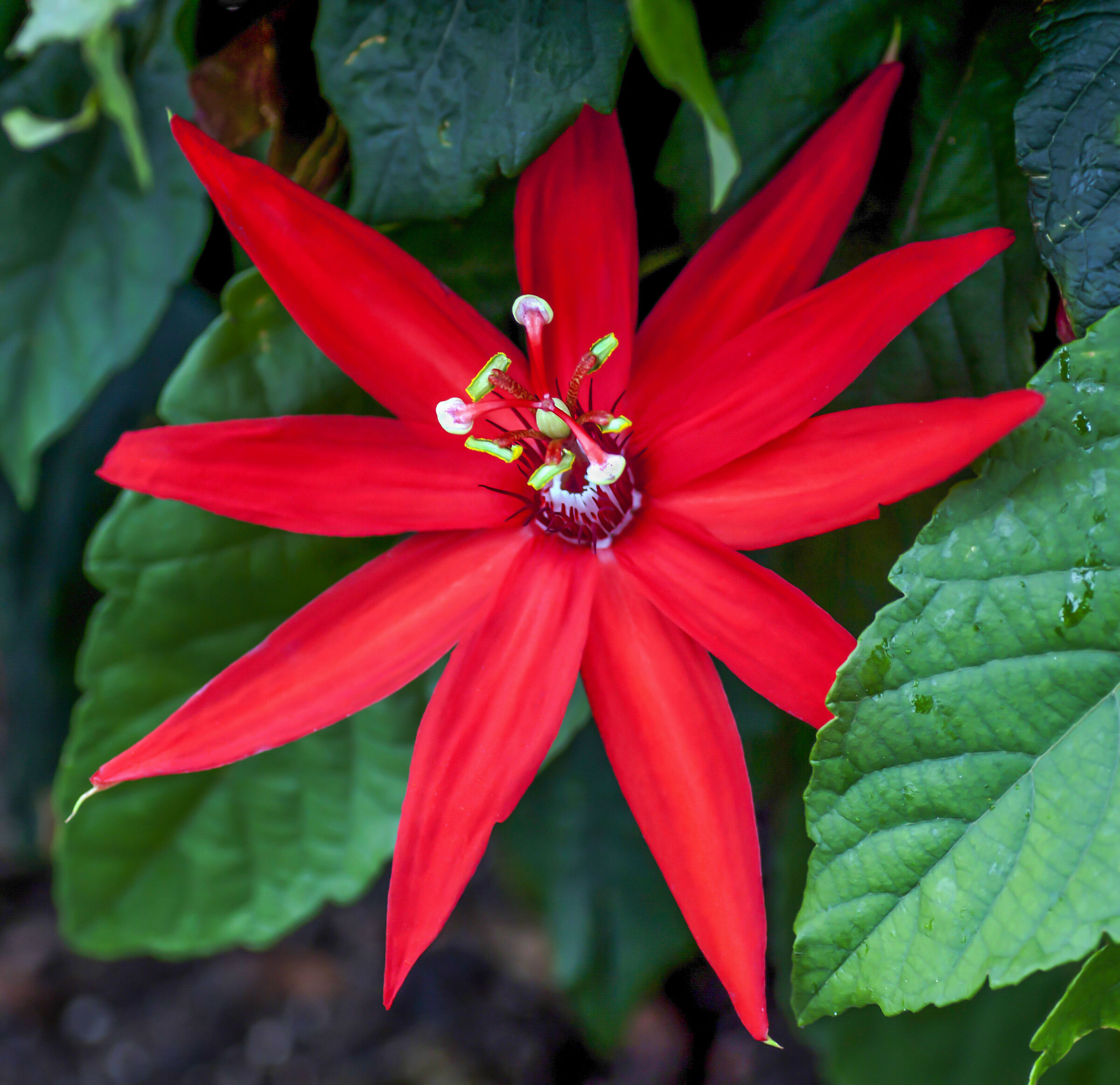 Passiflora Coccinea