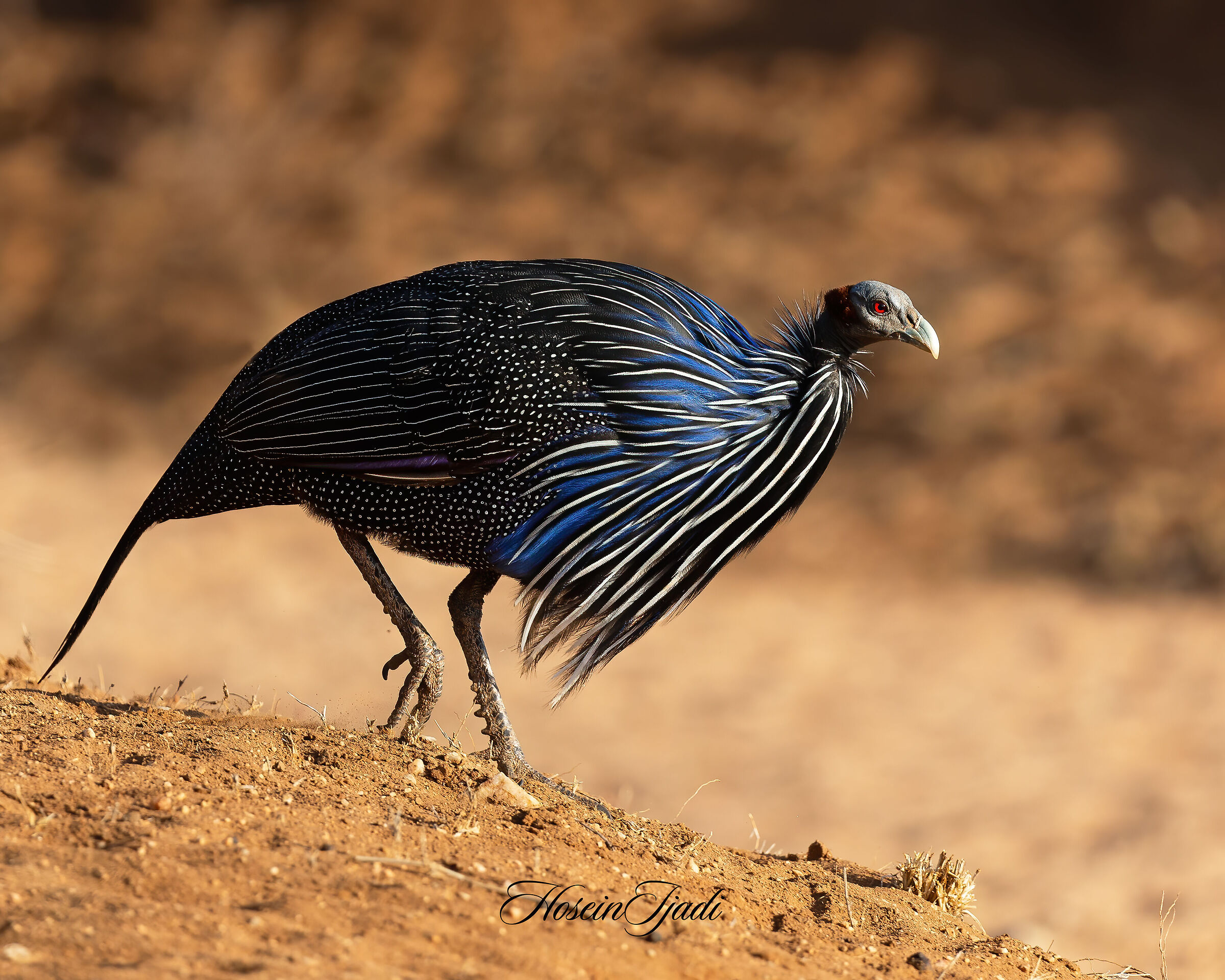 Vulturing guineafowl