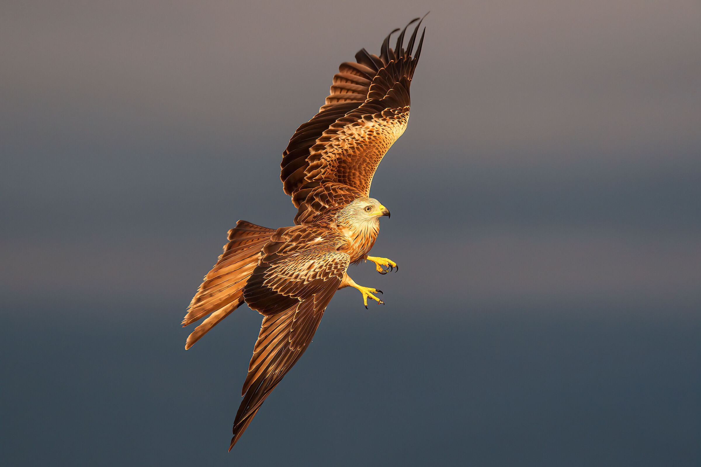 Red kite