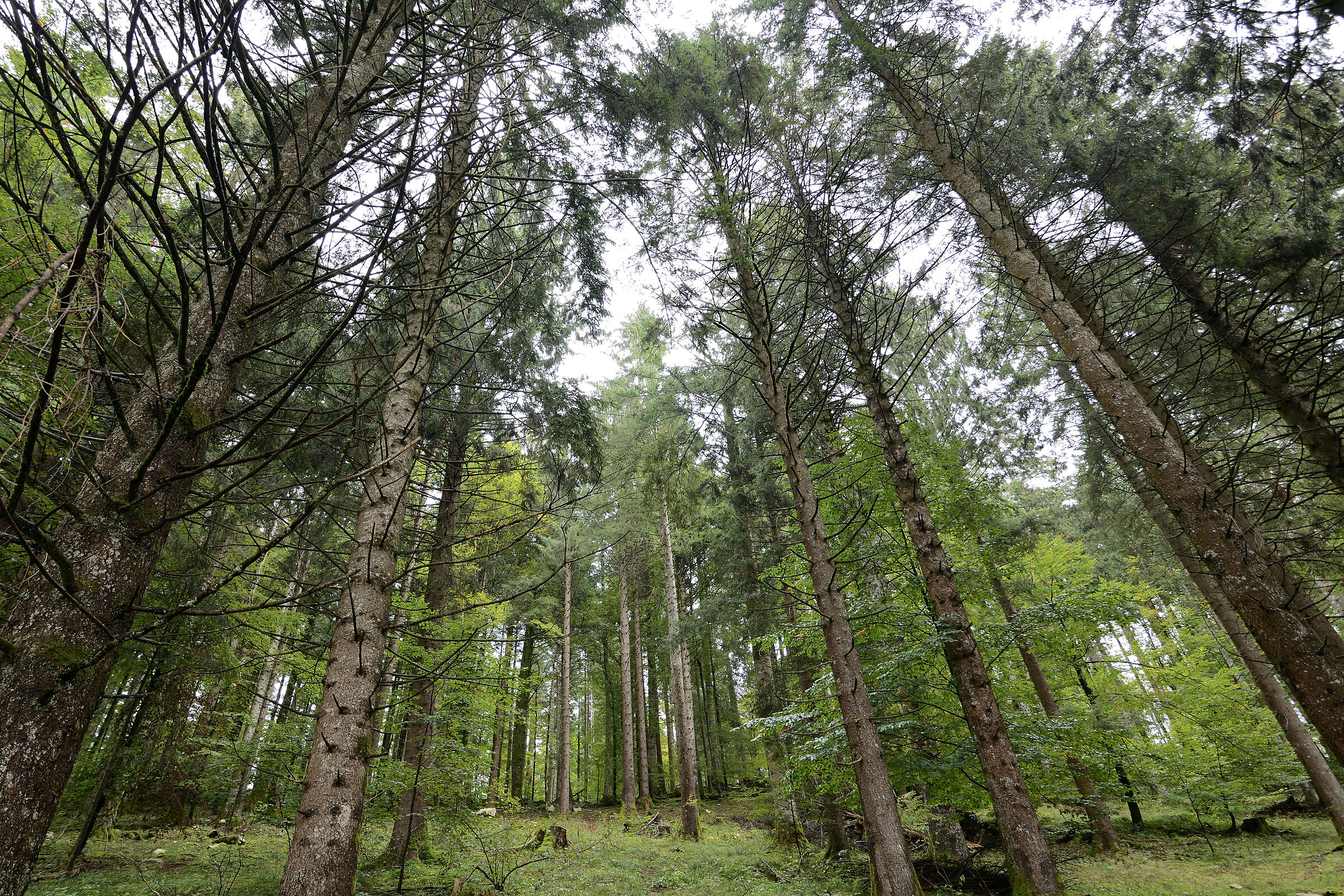 Foresta di Pian Cansiglio (Belluno)