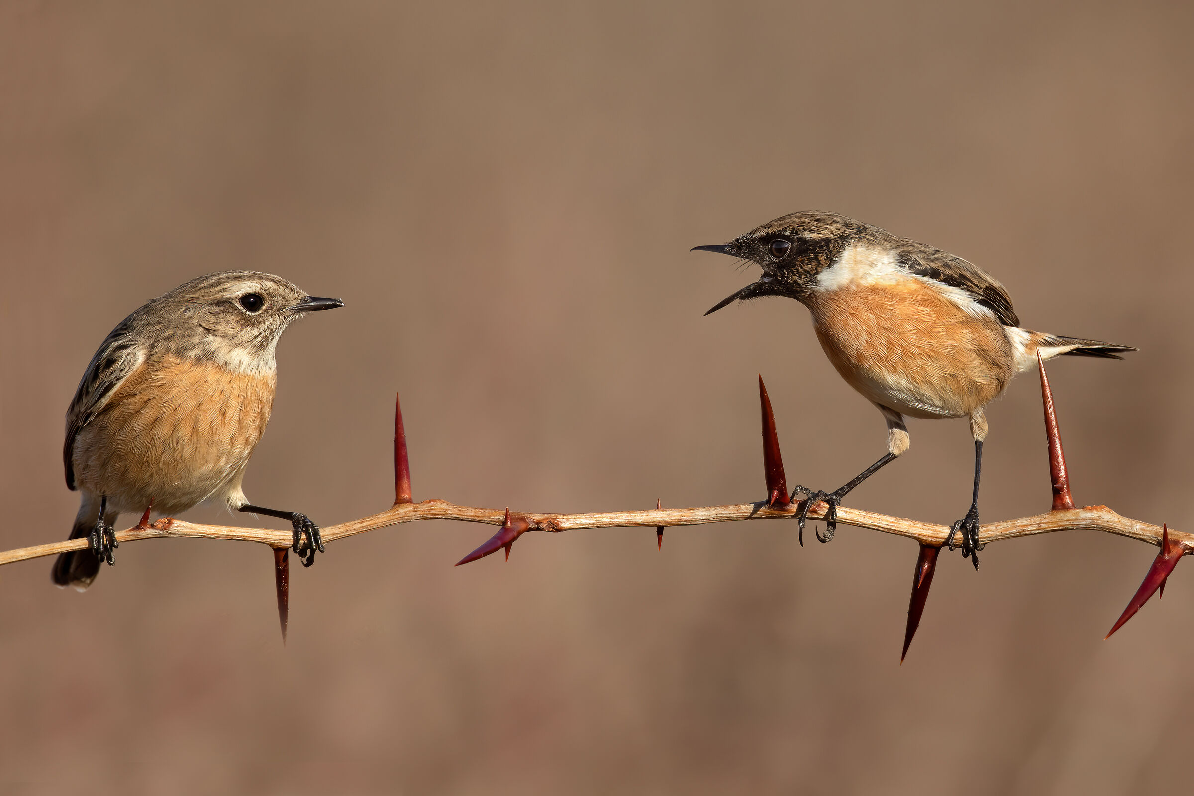 Chiarimenti in famiglia