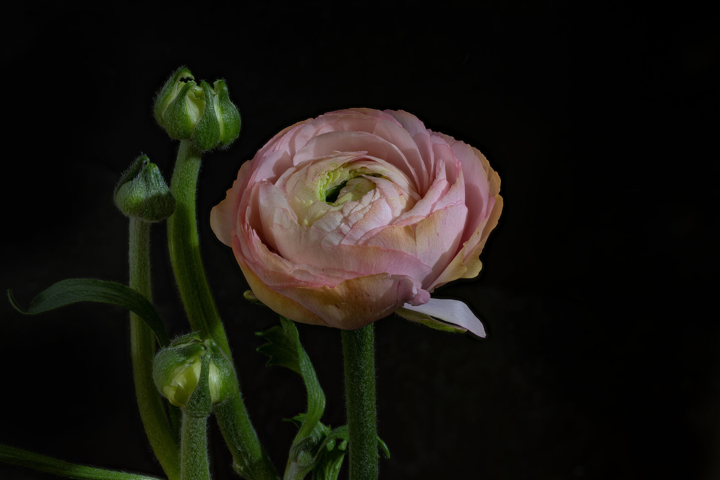 Ranunculus asiaticus