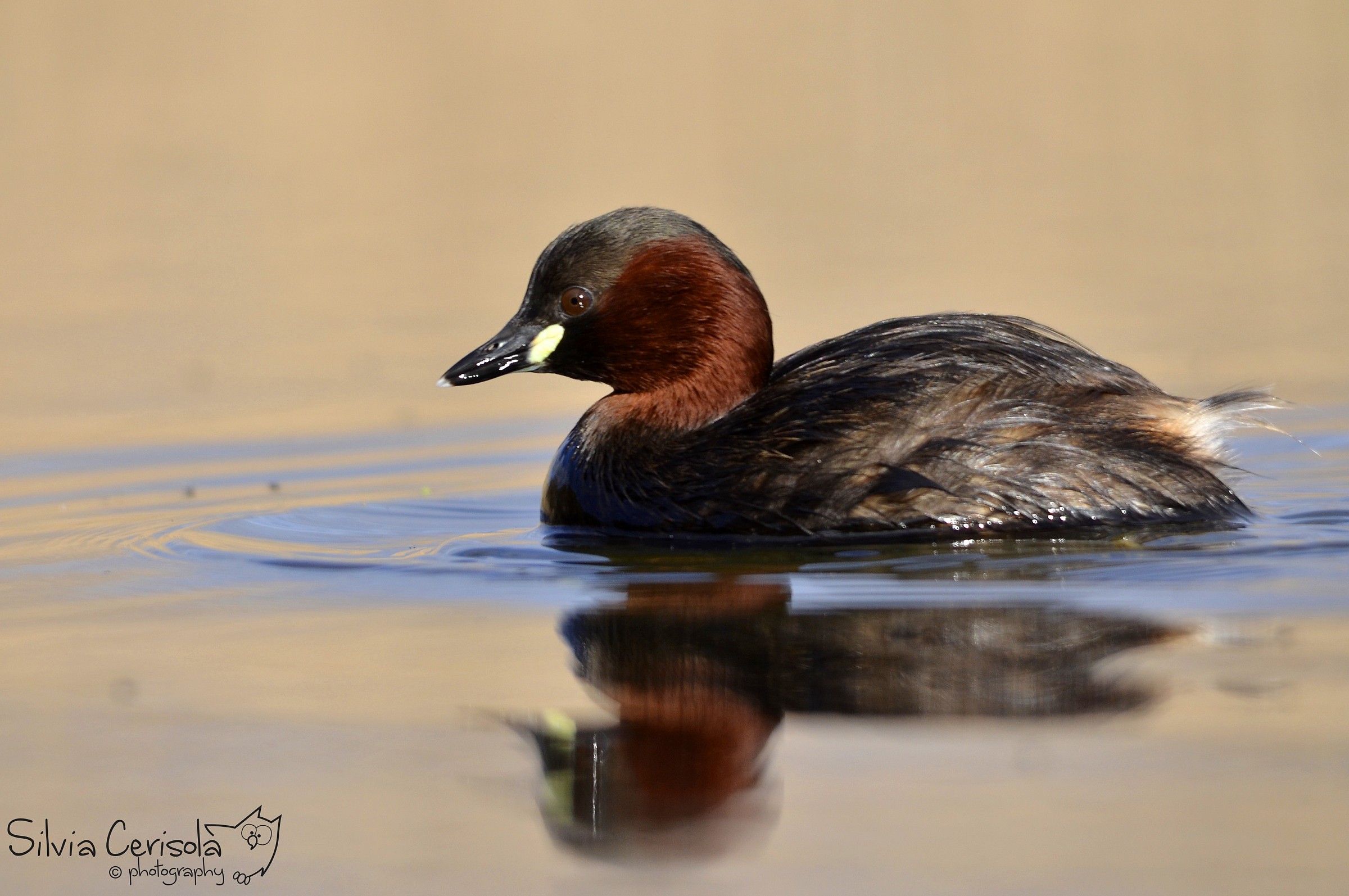 Little Grebe