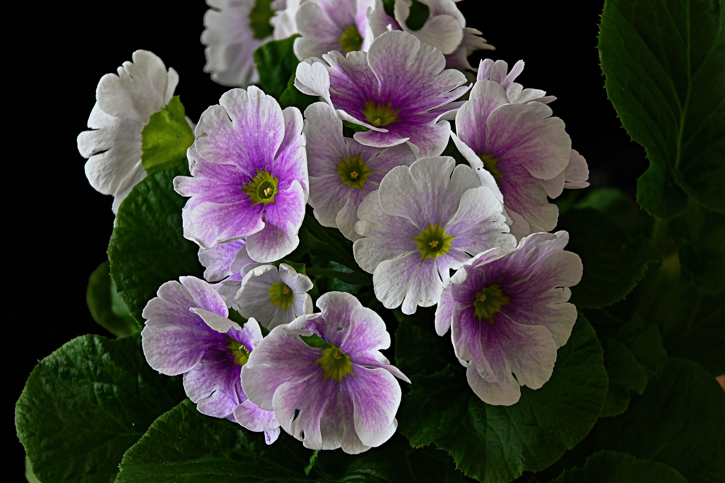 Aspettando la primavera