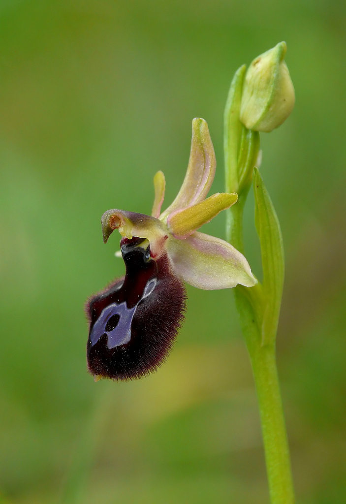 Ophrys Ophrys bertoloniiformis X incubator