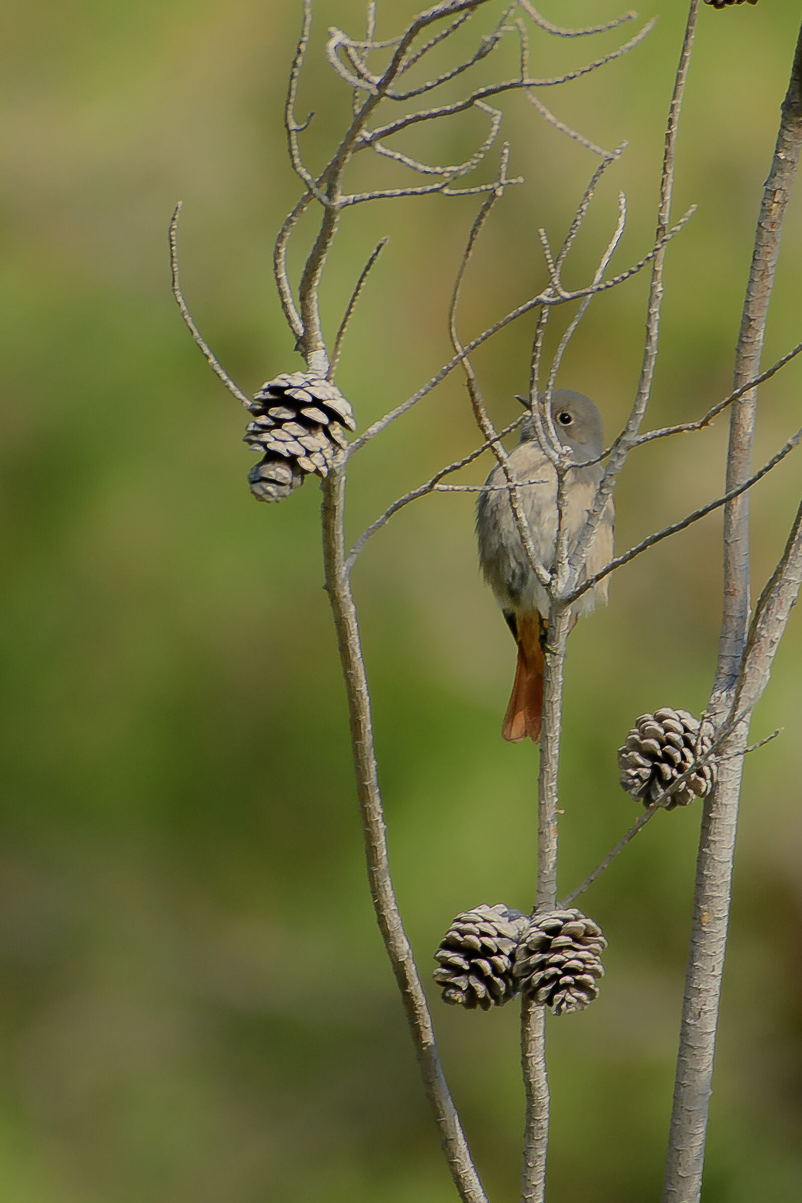 Codirosso spazzacamino, Piani d'Invrea - Varazze (SV)