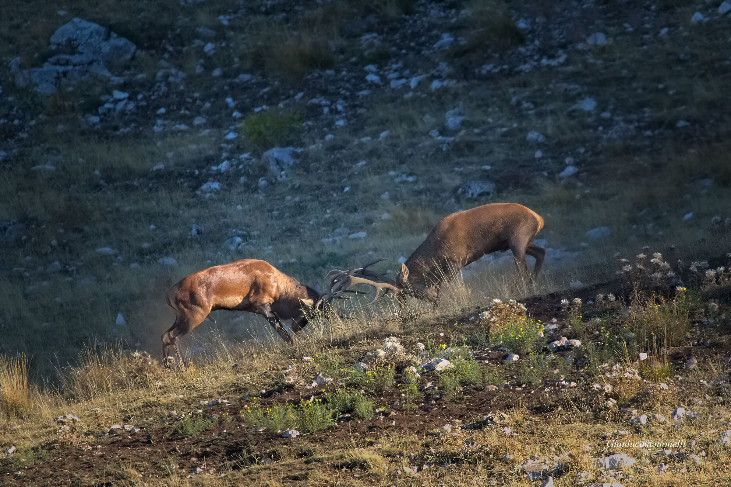 Deer Fight