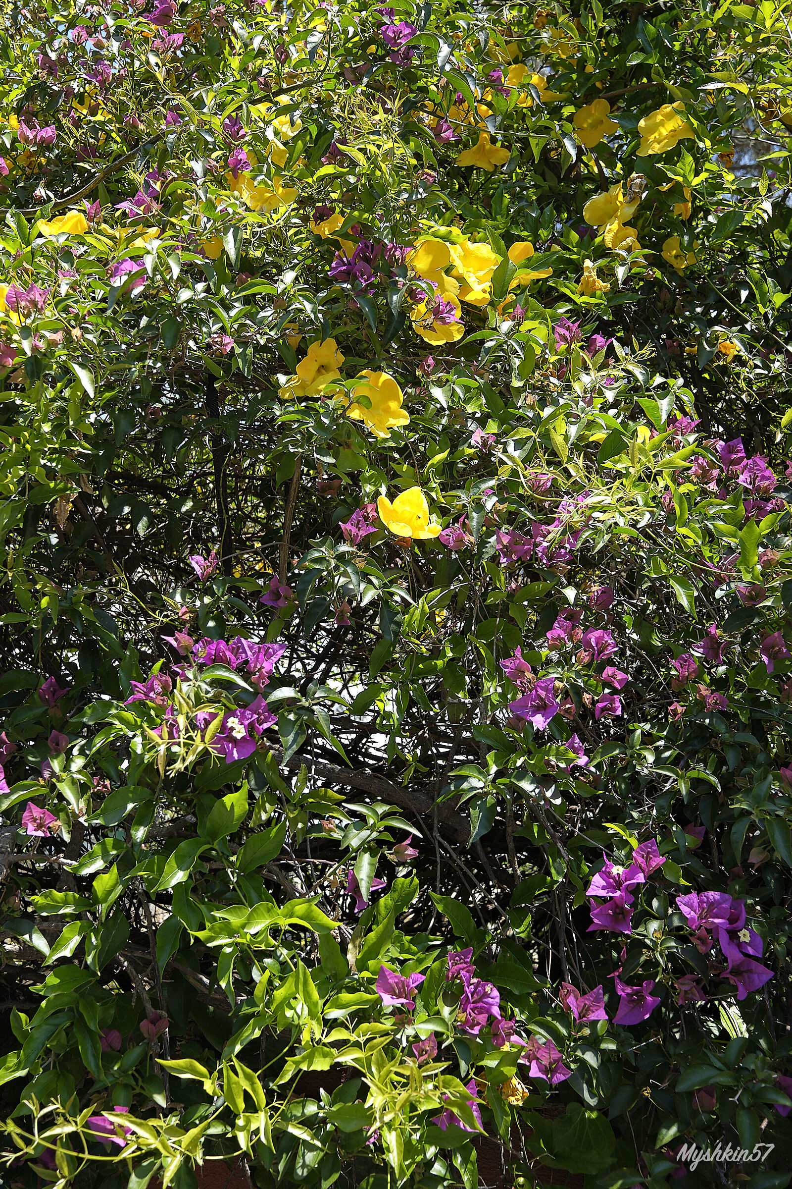 The flowers of Taormina