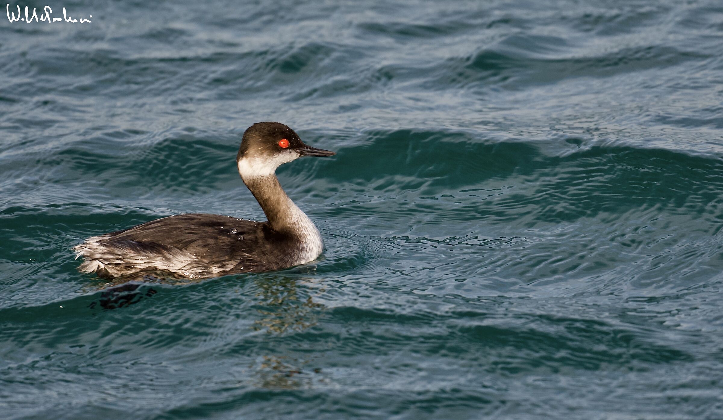 Lesser grebe in... hunting 1