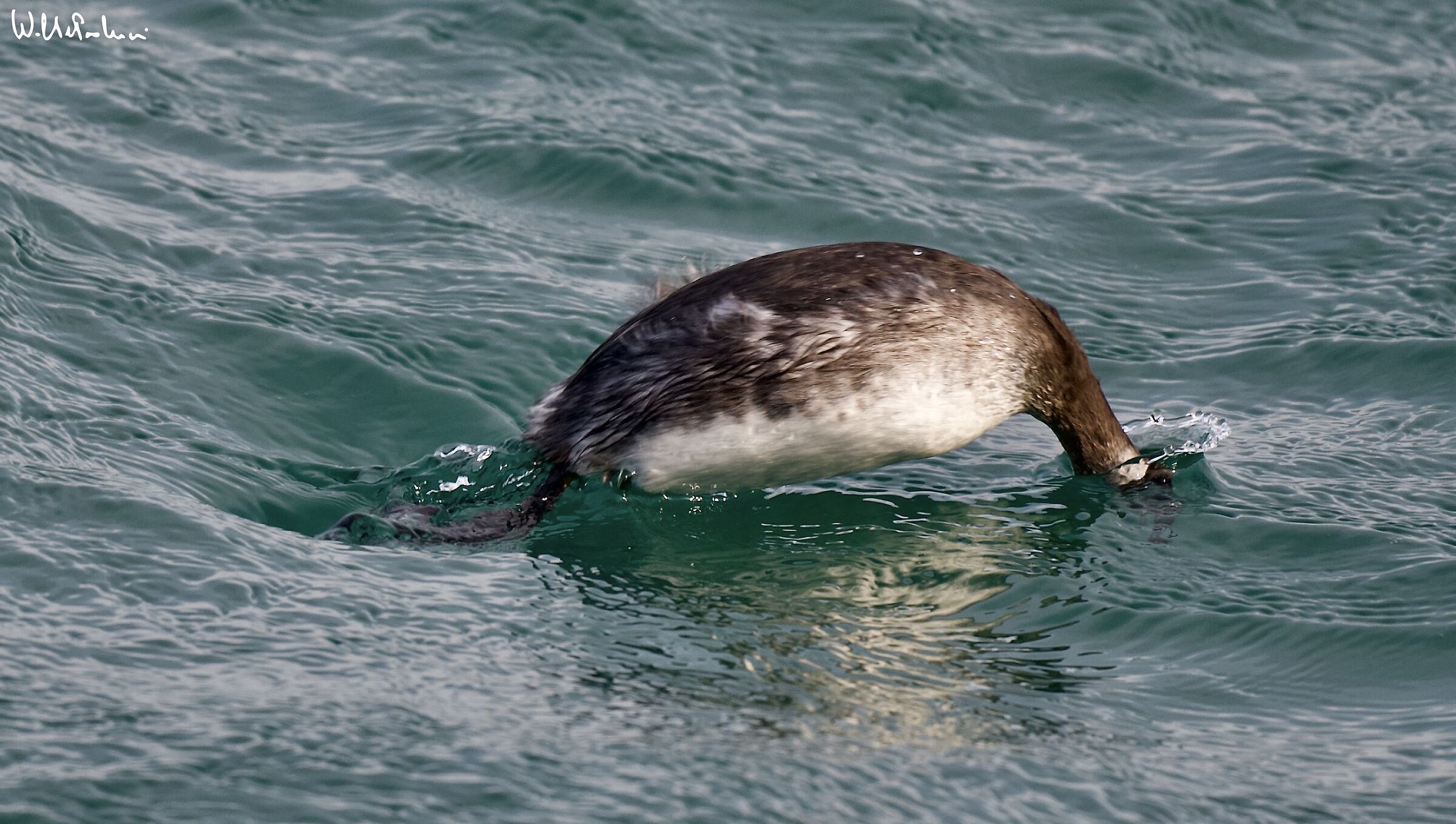 Lesser grebe in... hunting 3