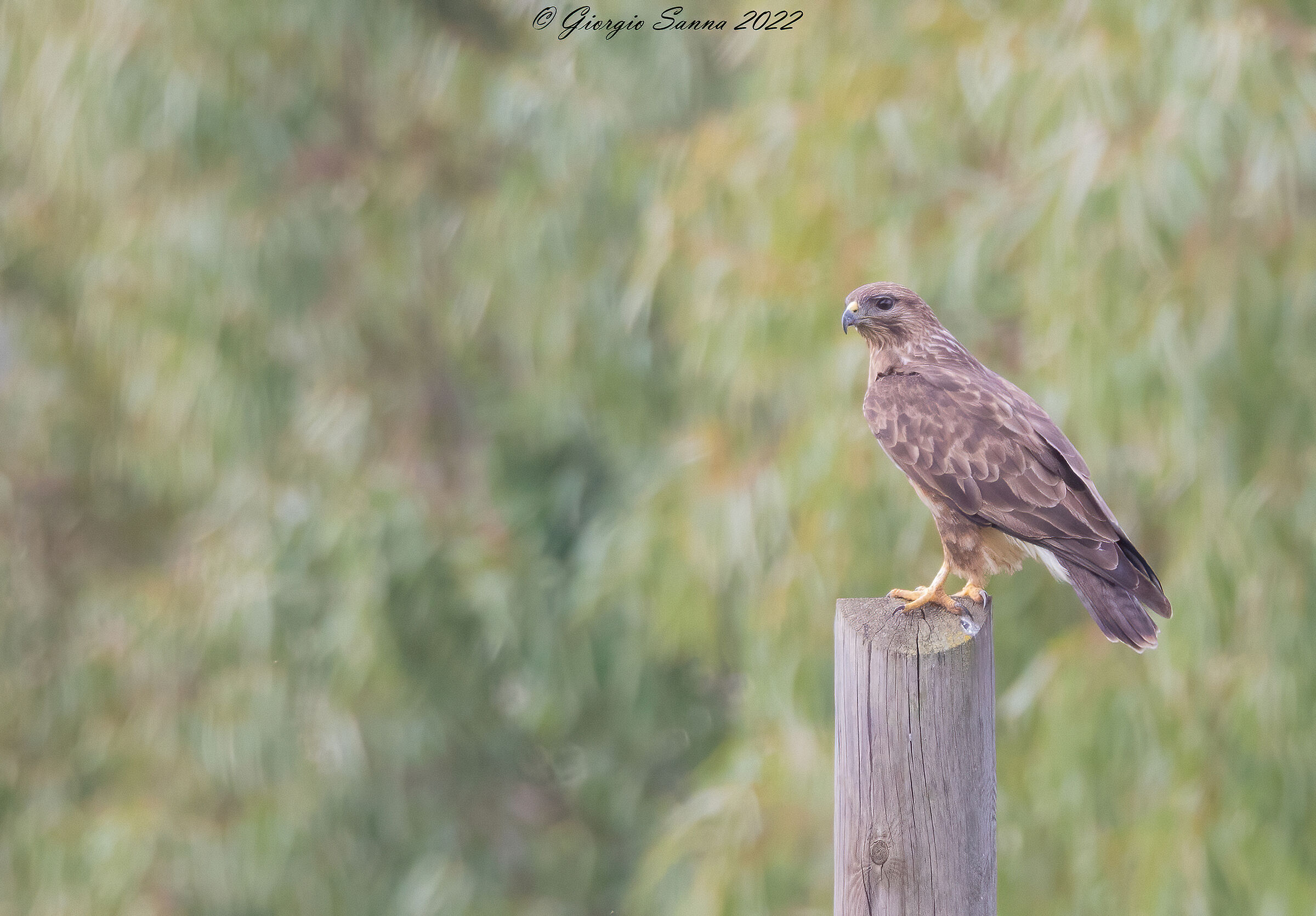 Poiana Buteo buteo