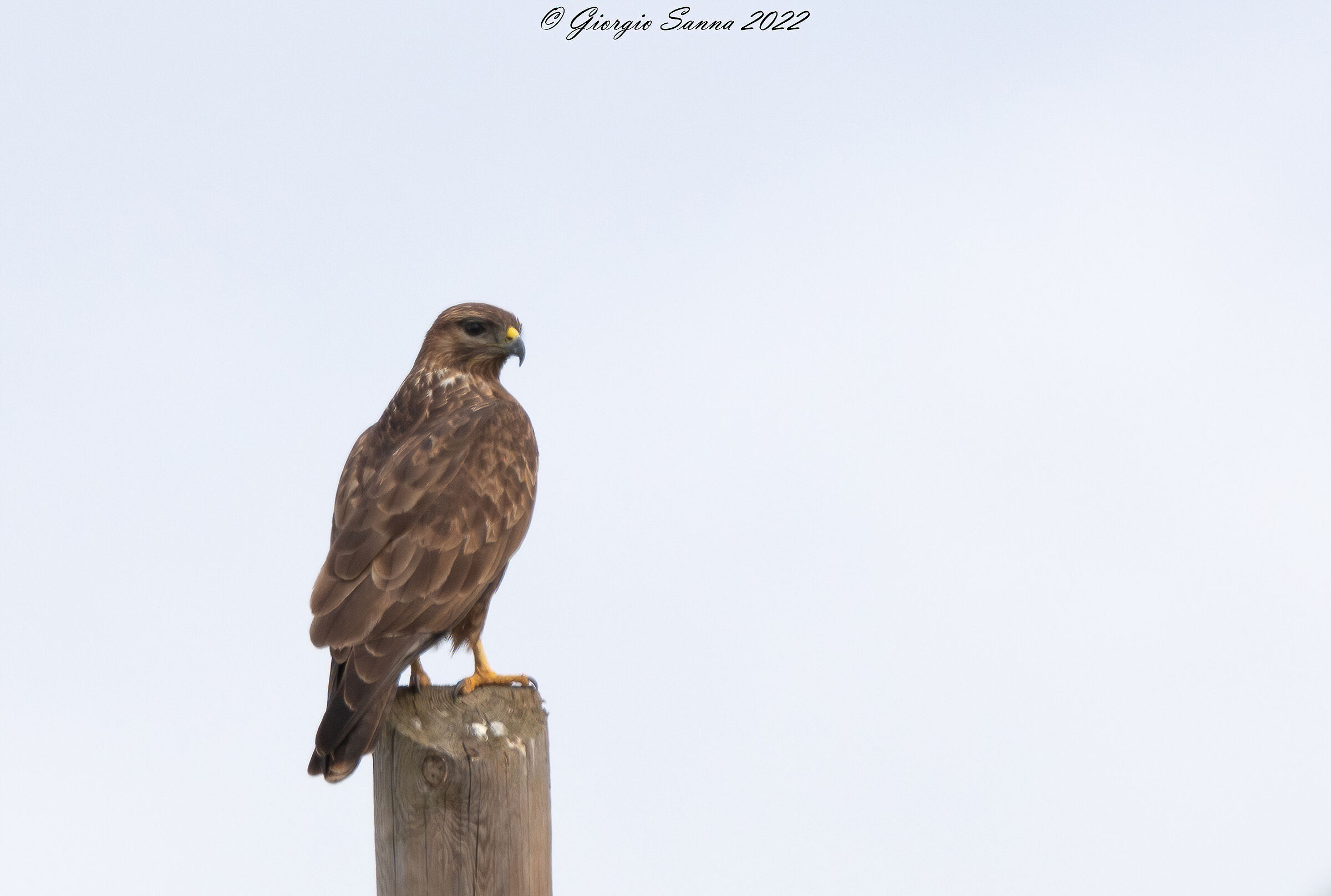 Poiana Buteo buteo