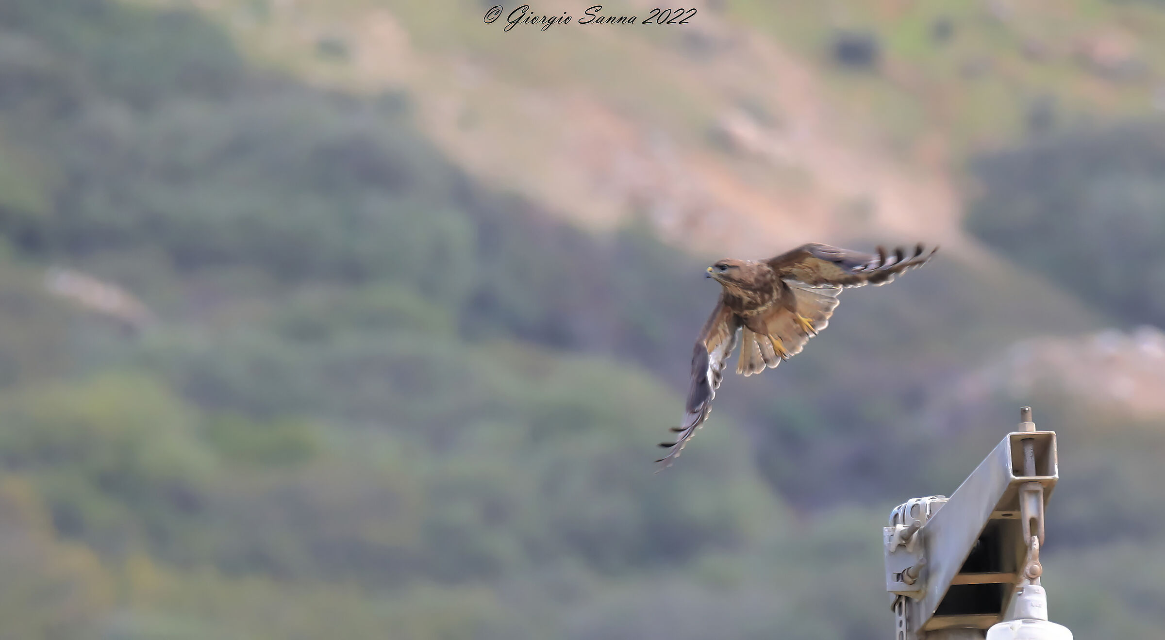 Poiana Buteo buteo