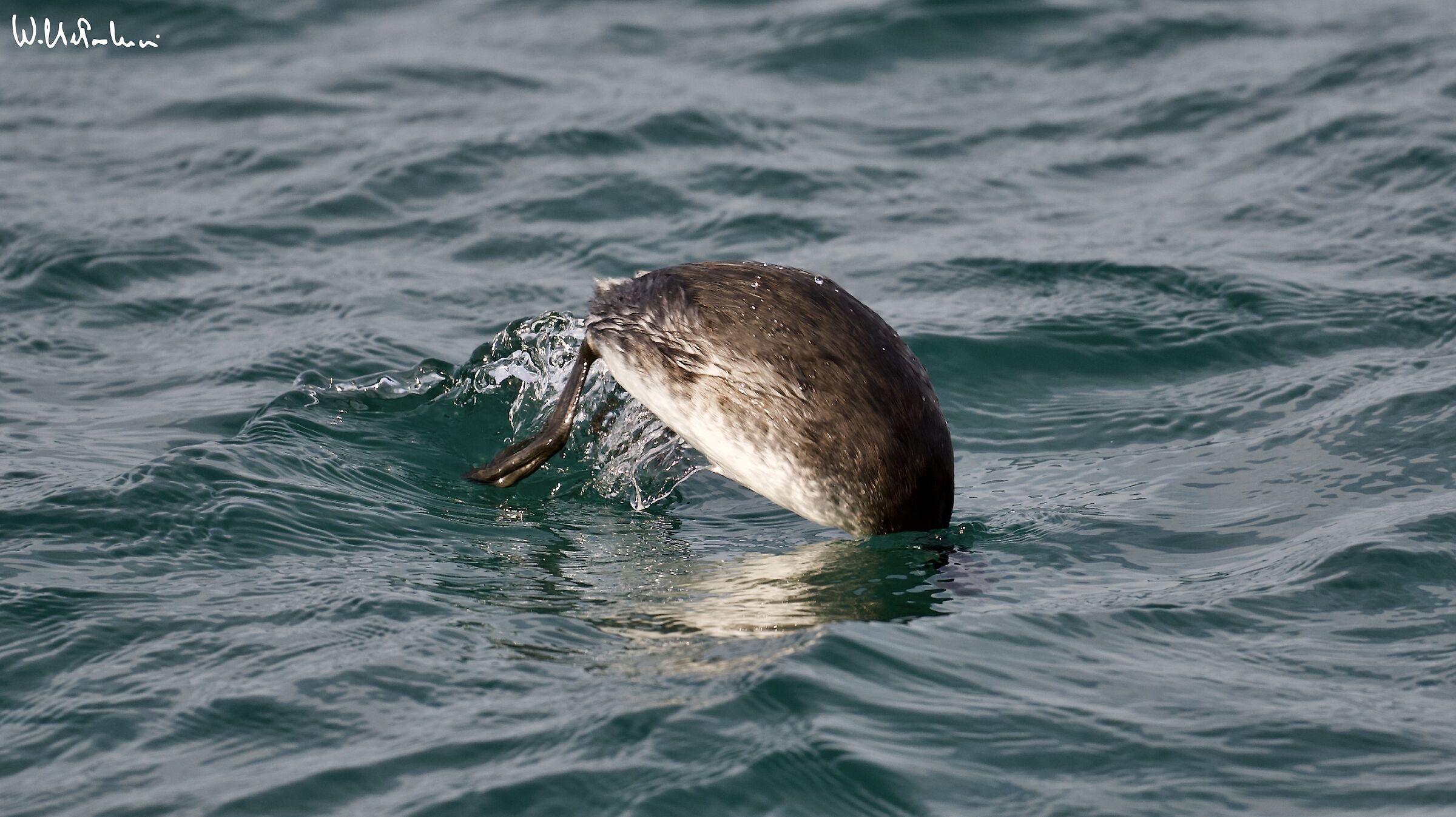 Lesser grebe in... Hunting 4