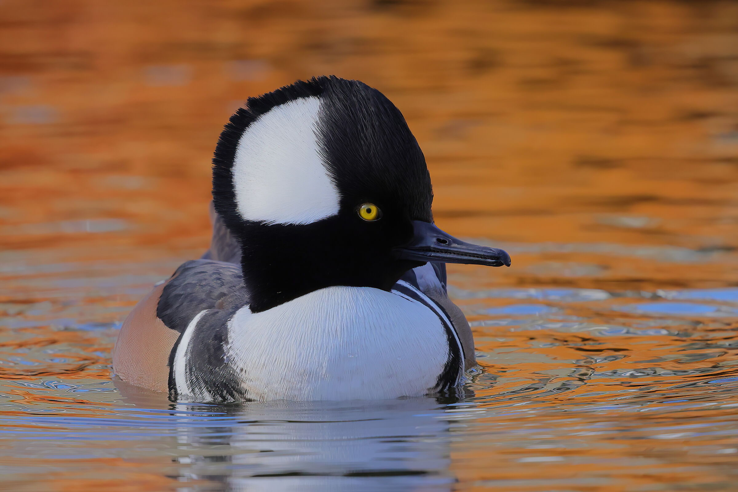 Merganser from the tuft