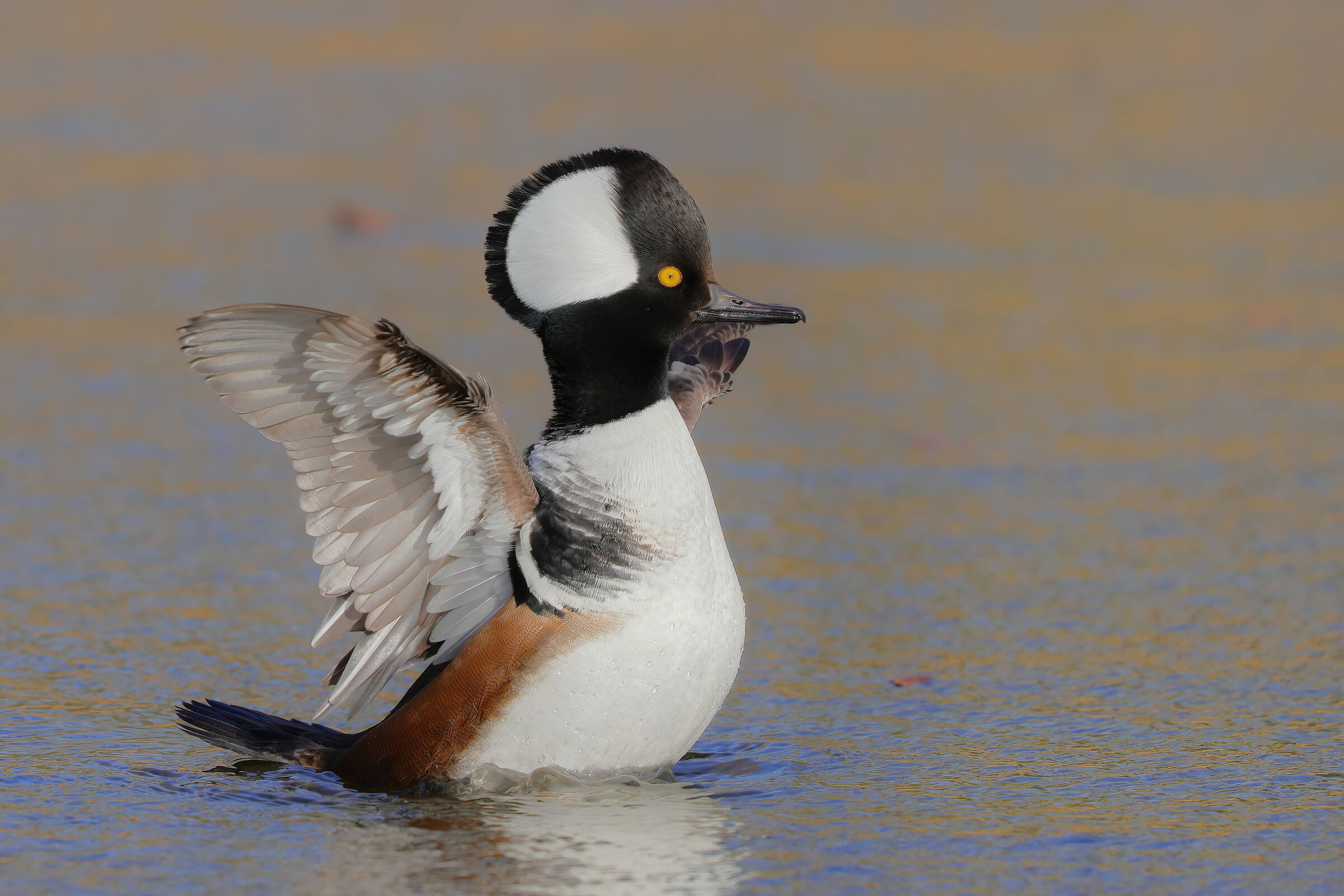 Merganser from the tuft