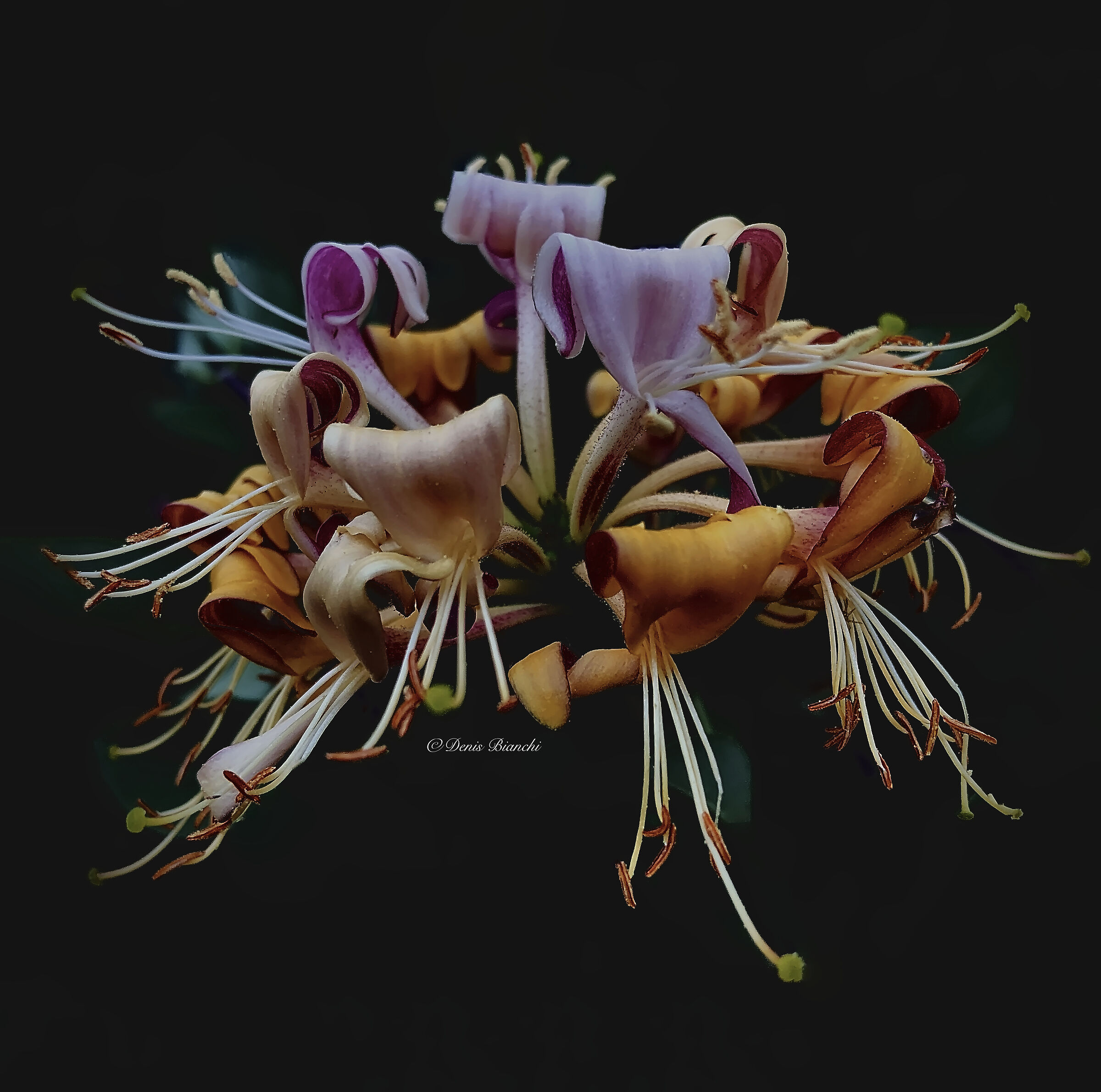 Lonicera periclymenum (Atlantic honeysuckle)