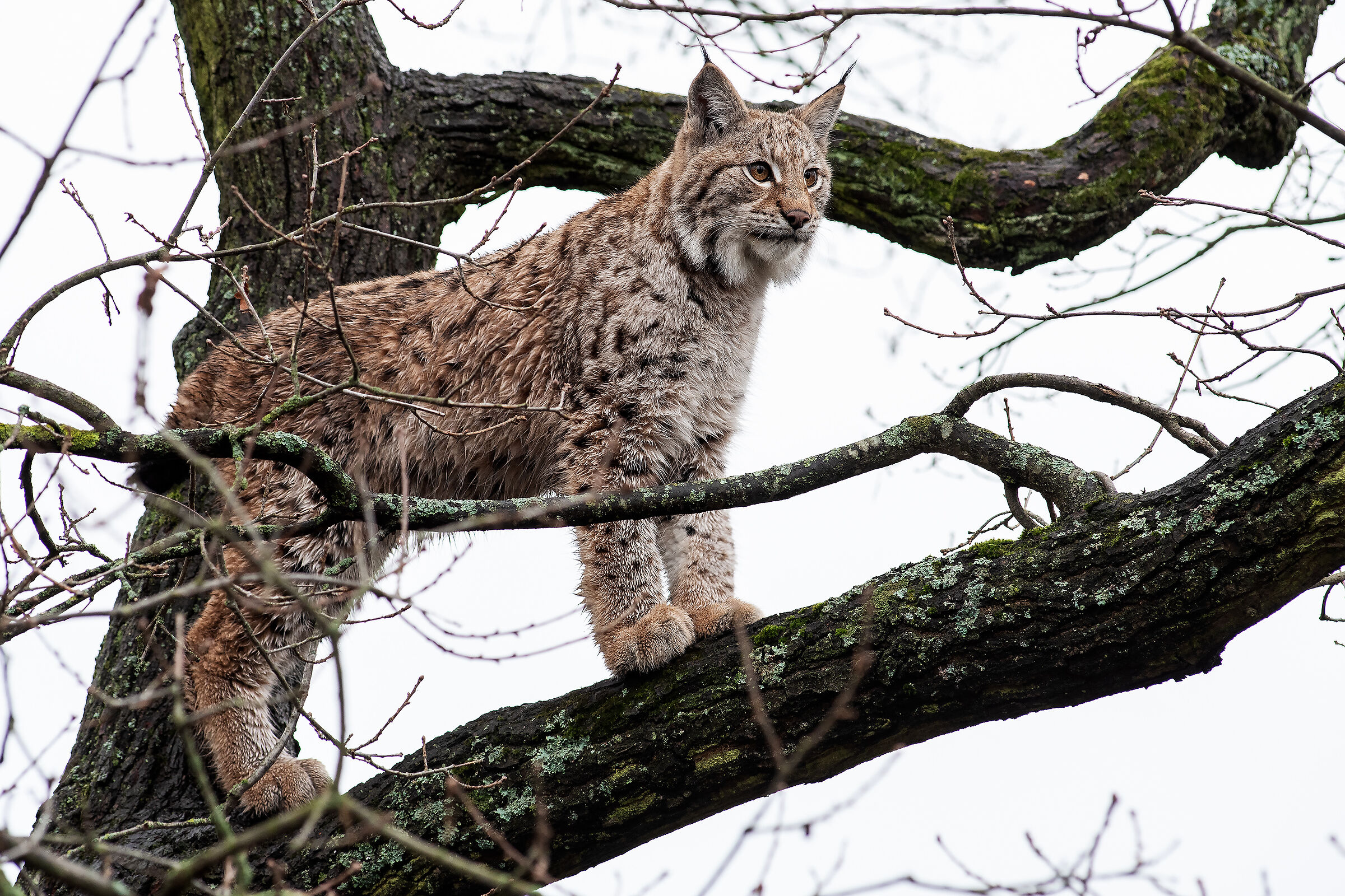 Lince europea