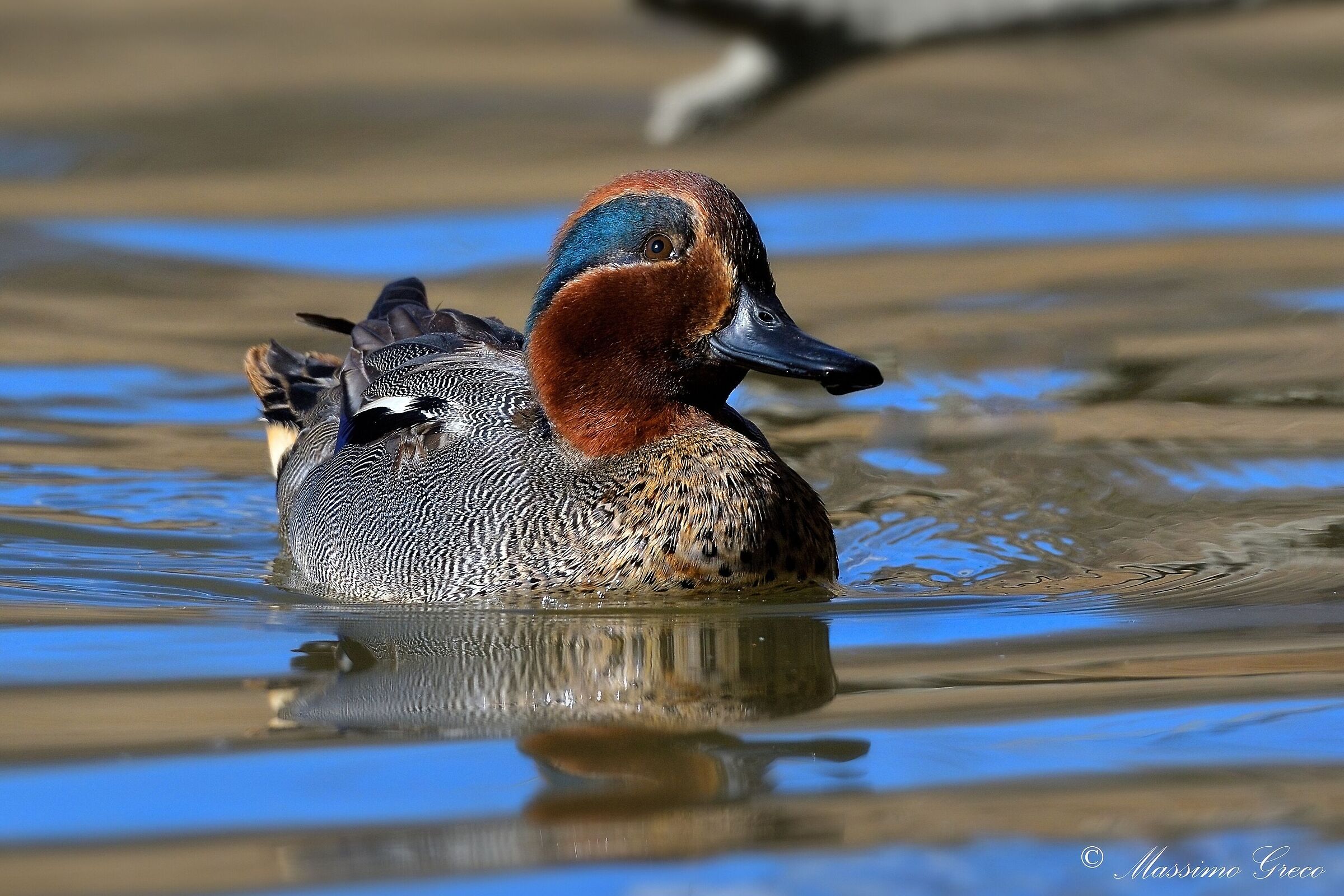 Alzavola (Anas crecca)