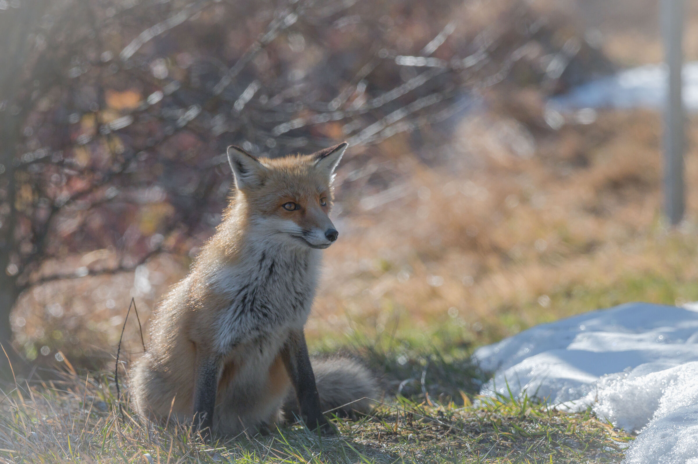 the fox