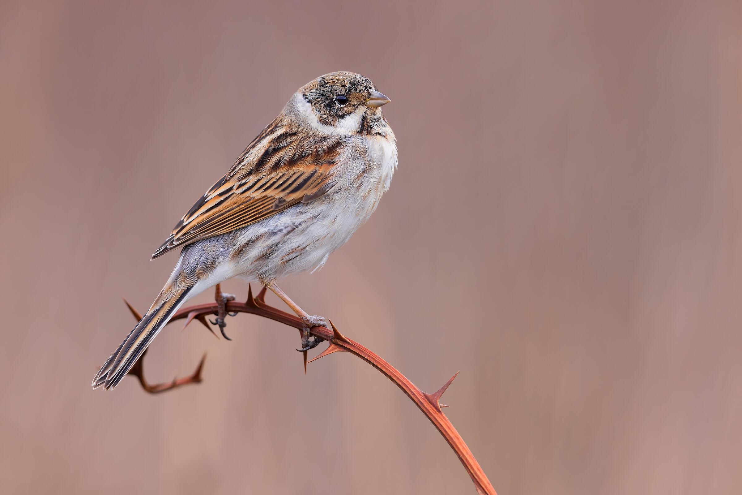 Migliarino di Palude