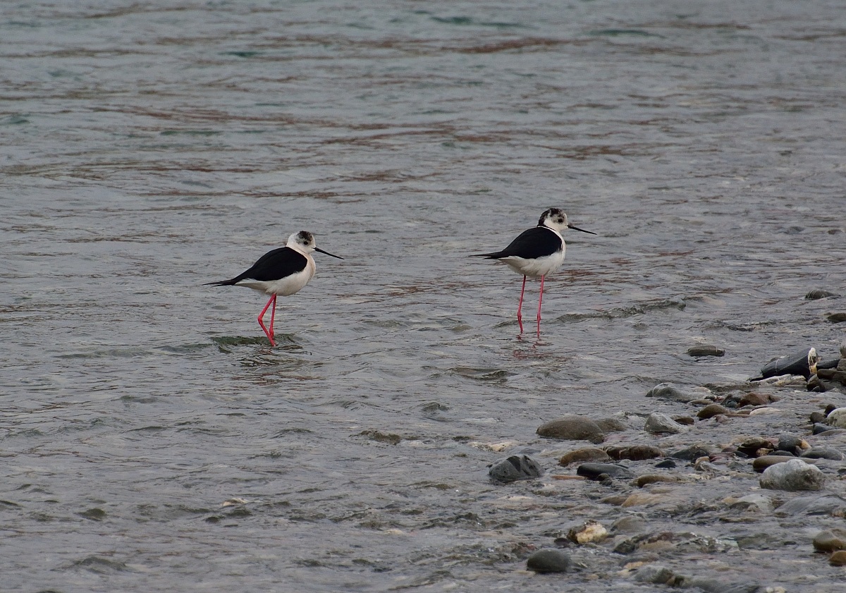 the knights of Italy