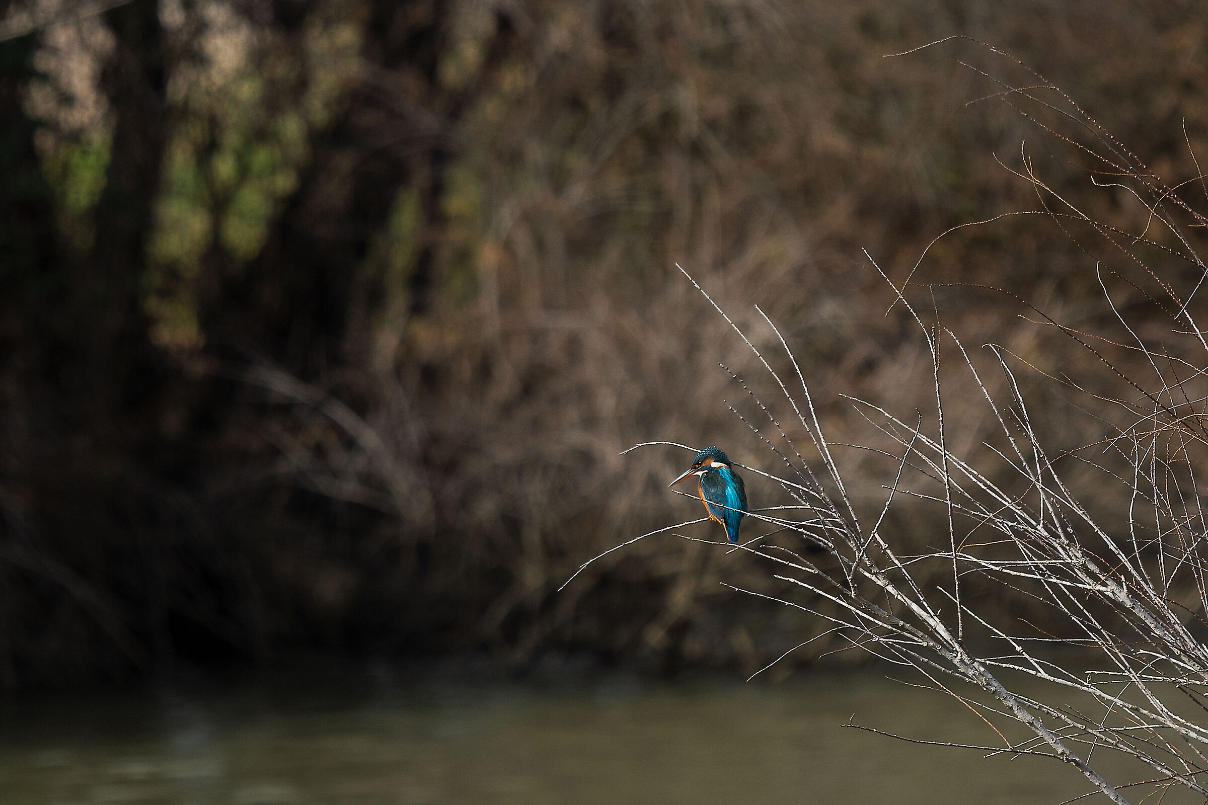 Al limitare del bosco....