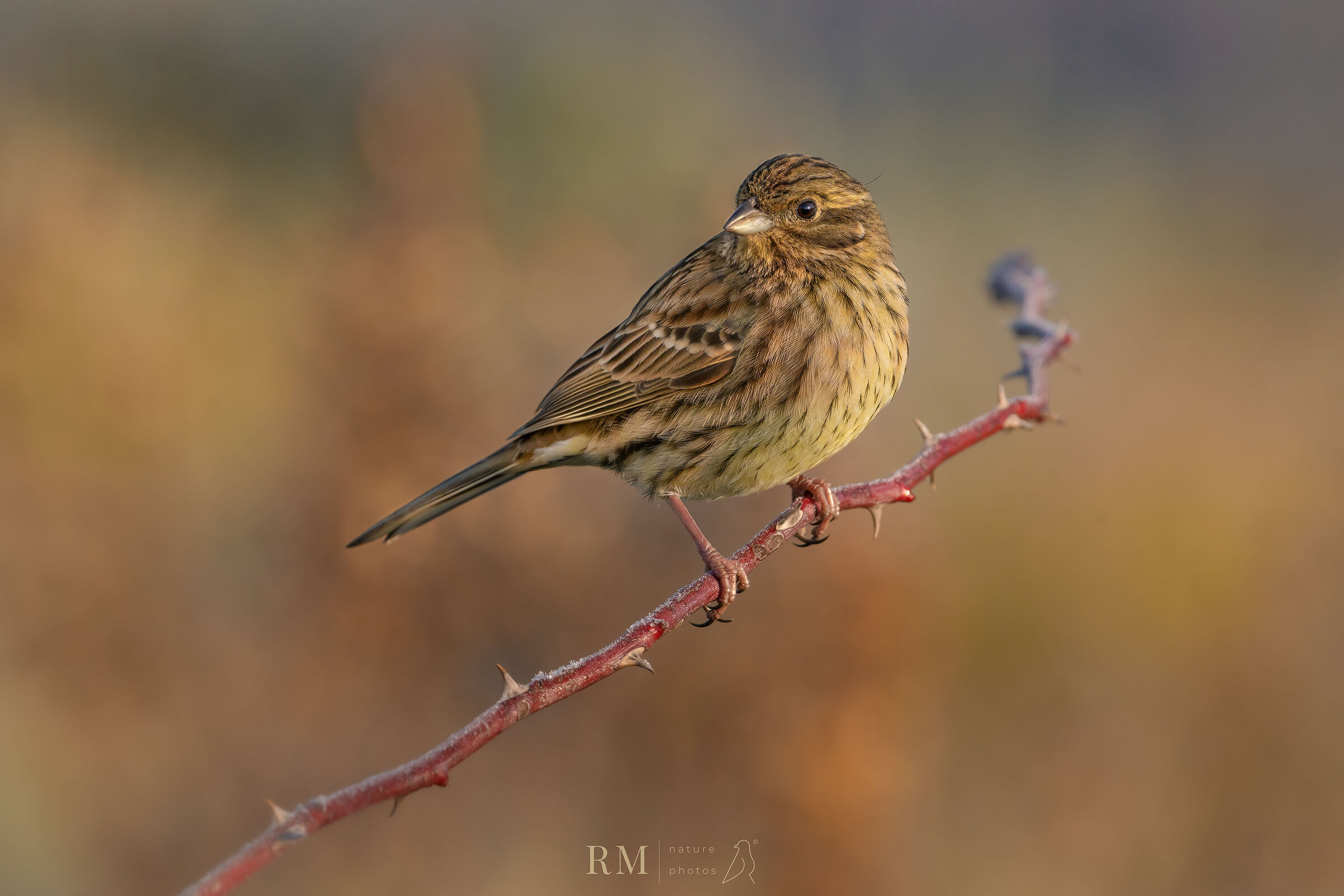 Cirl bunting