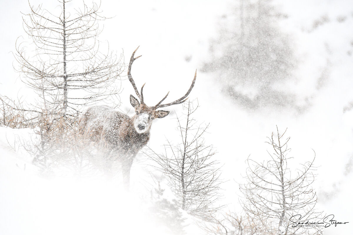 Deer under snowfall
