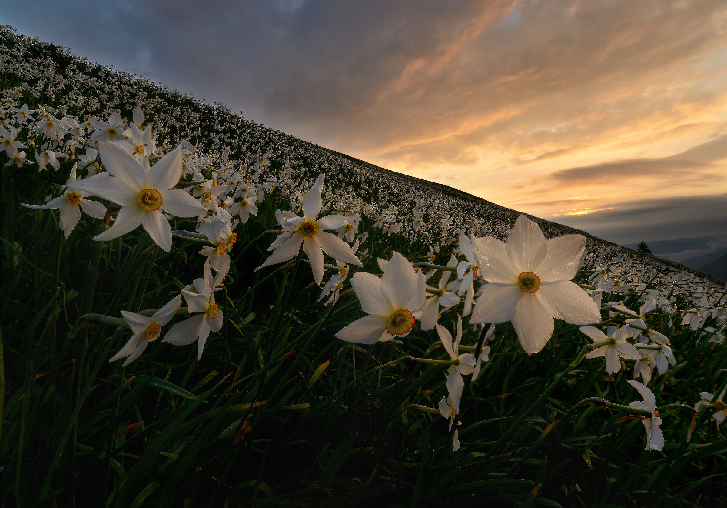 Daffodils in the hills