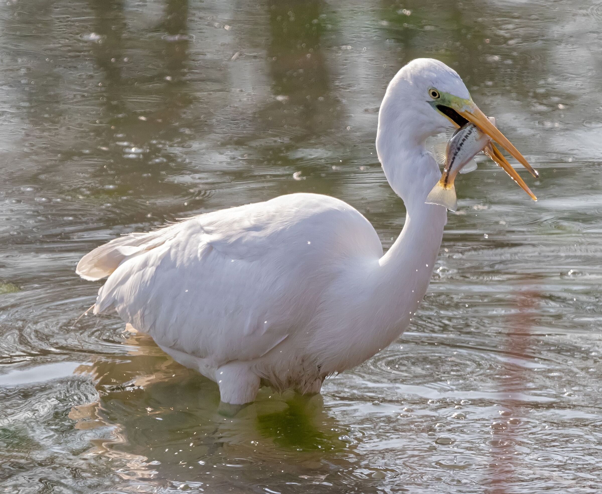 Great White Heron with prey Oasi Lipu 4/02/2022