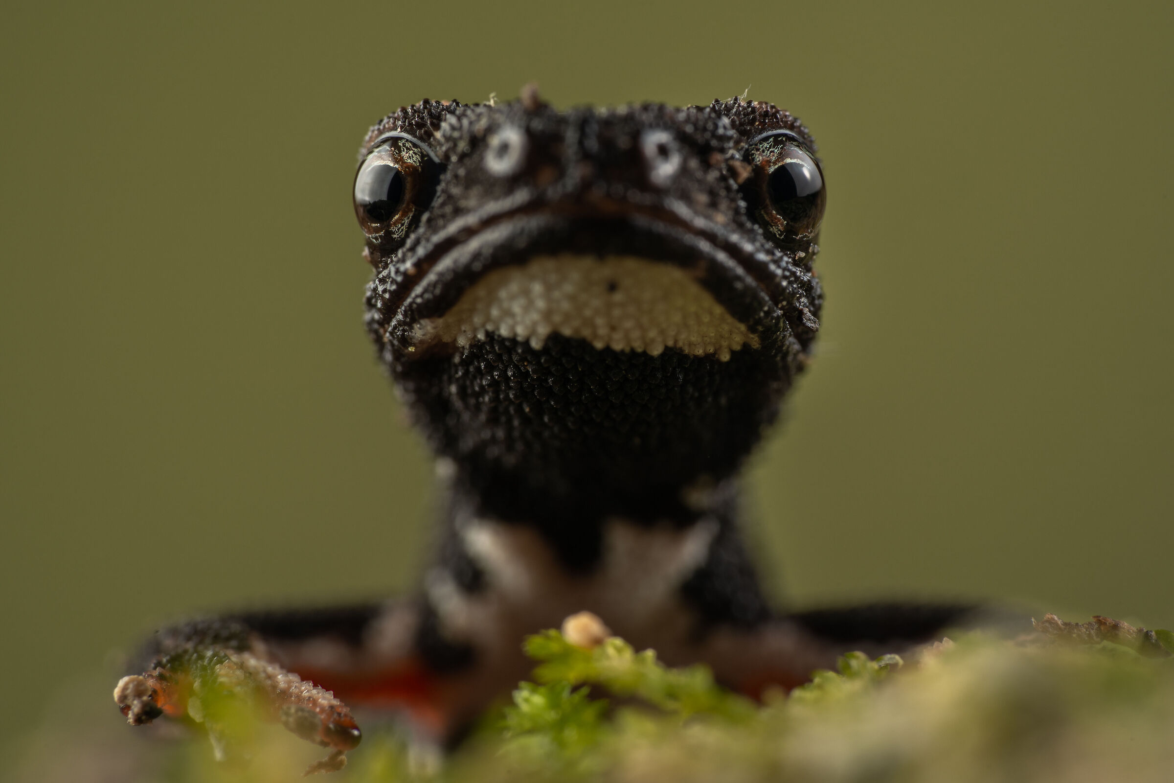 Perspicillata salamander