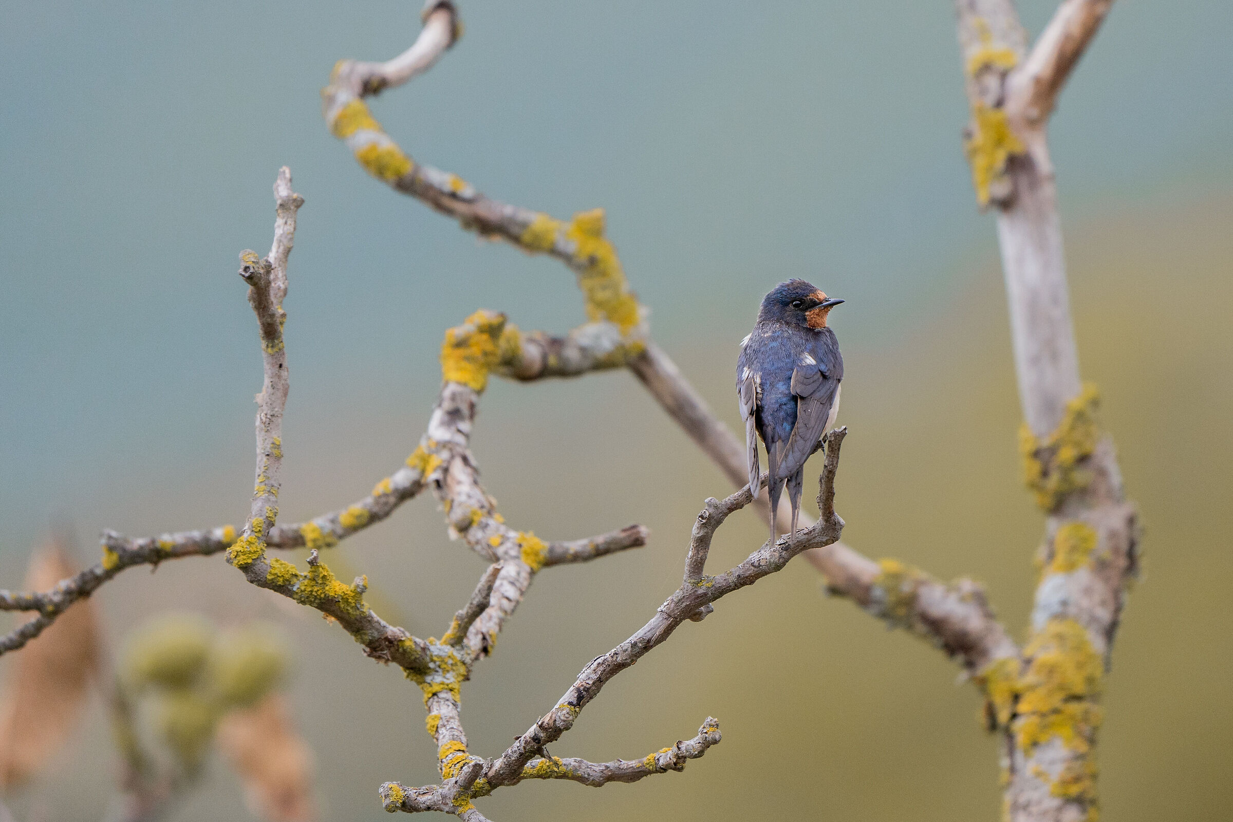 Barn swallow