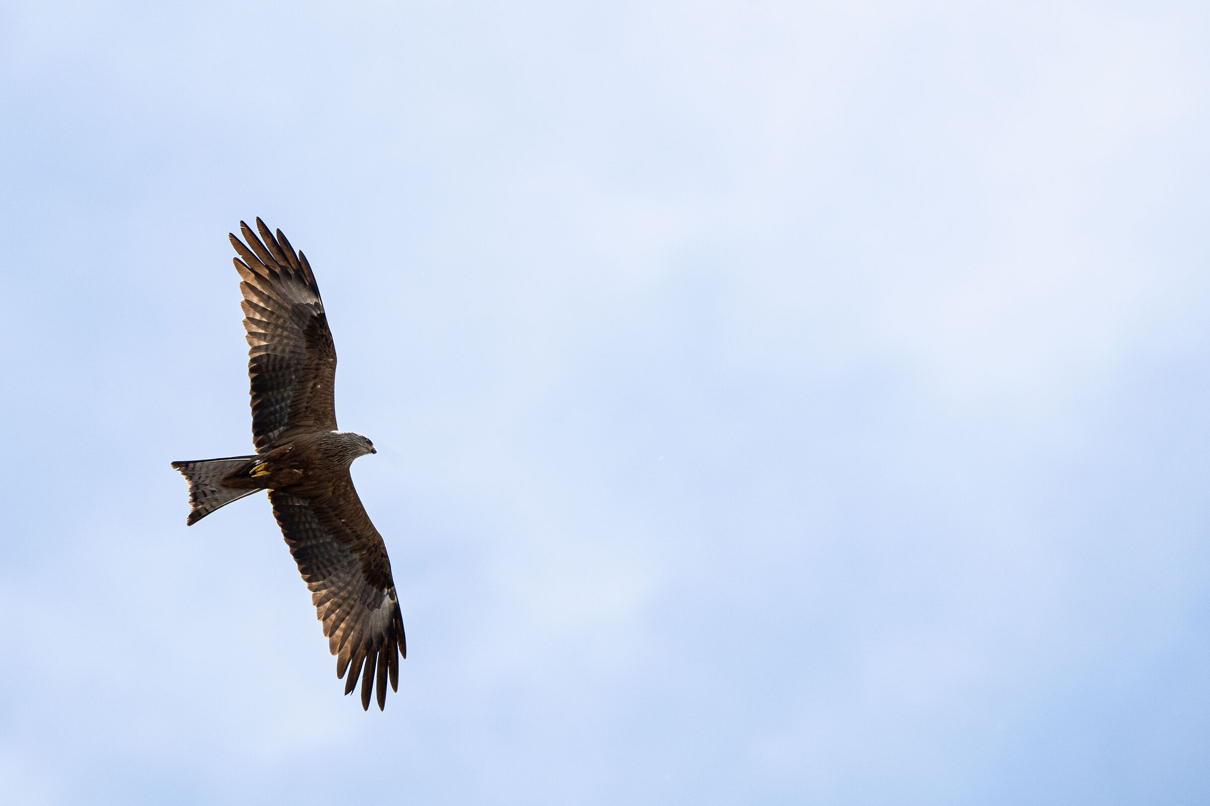 Red kite