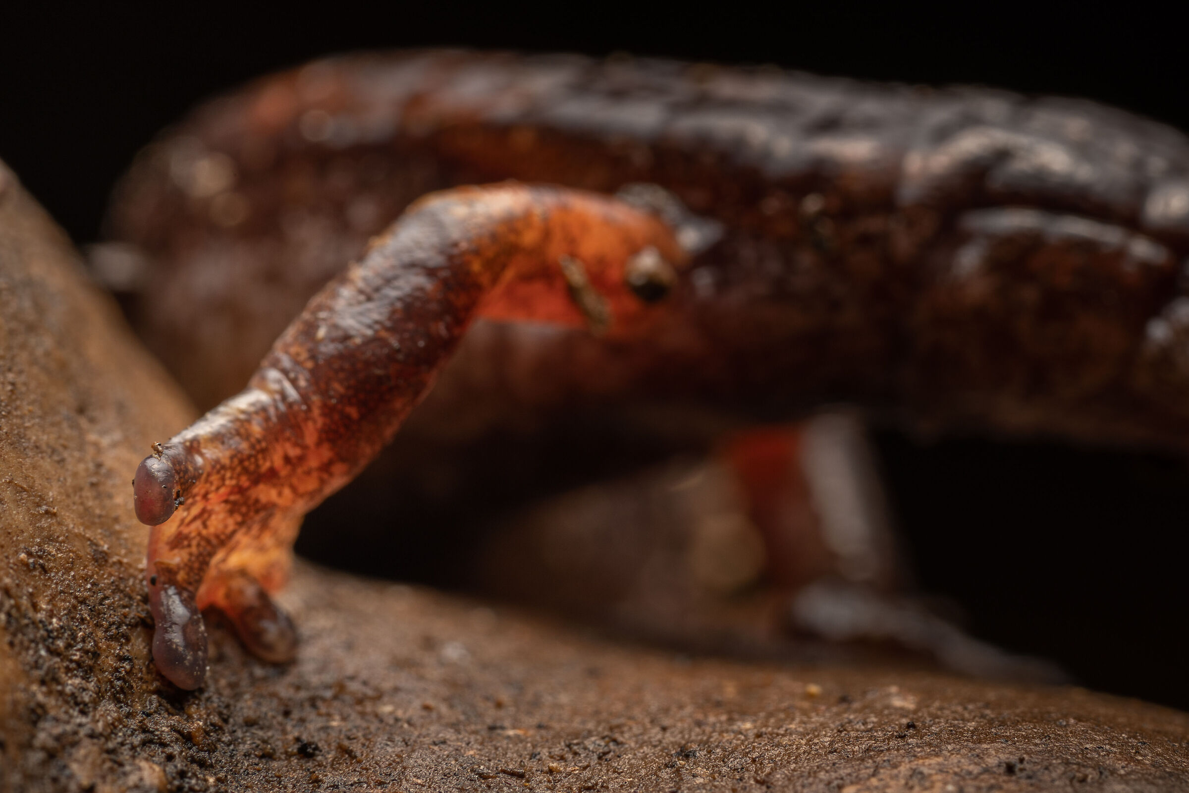 Paw speleomantes italicus
