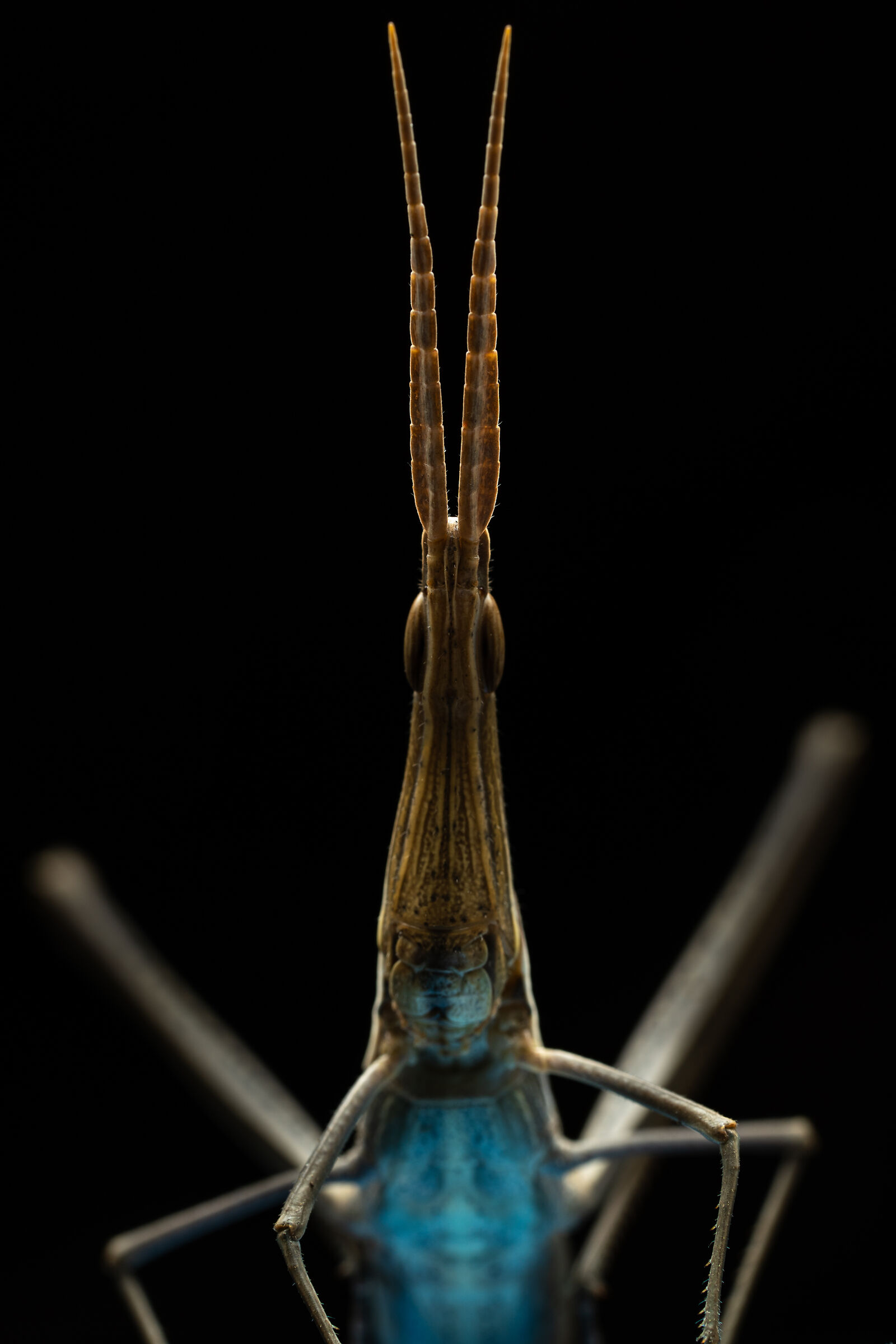 Acrida ungarica