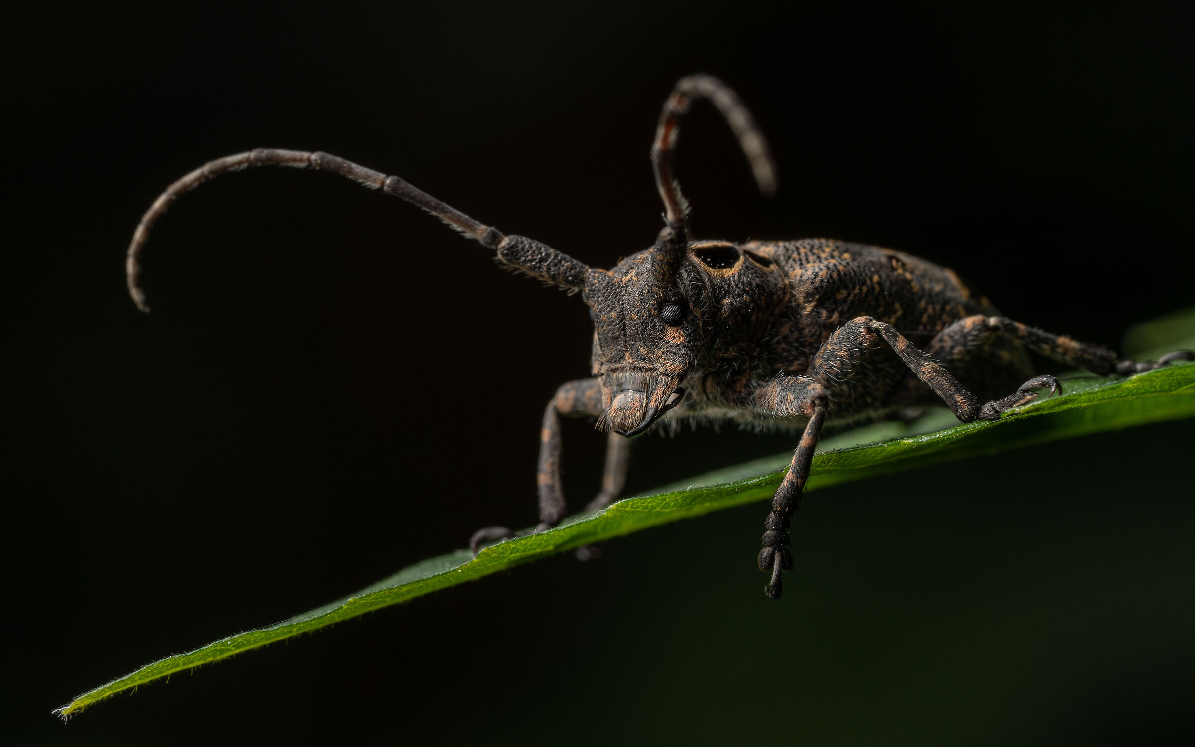 Mesosa curculionides