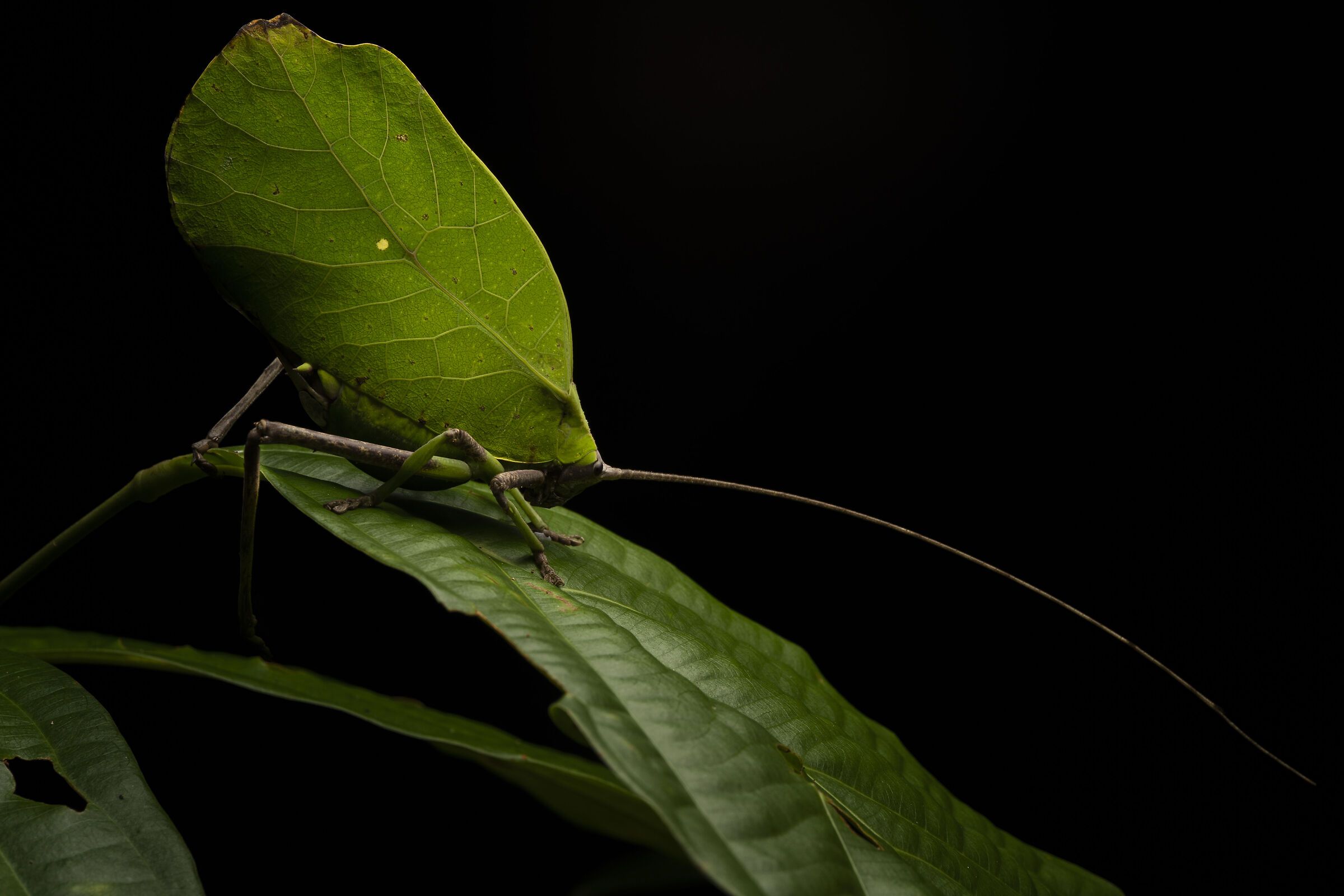 Leaf katydid